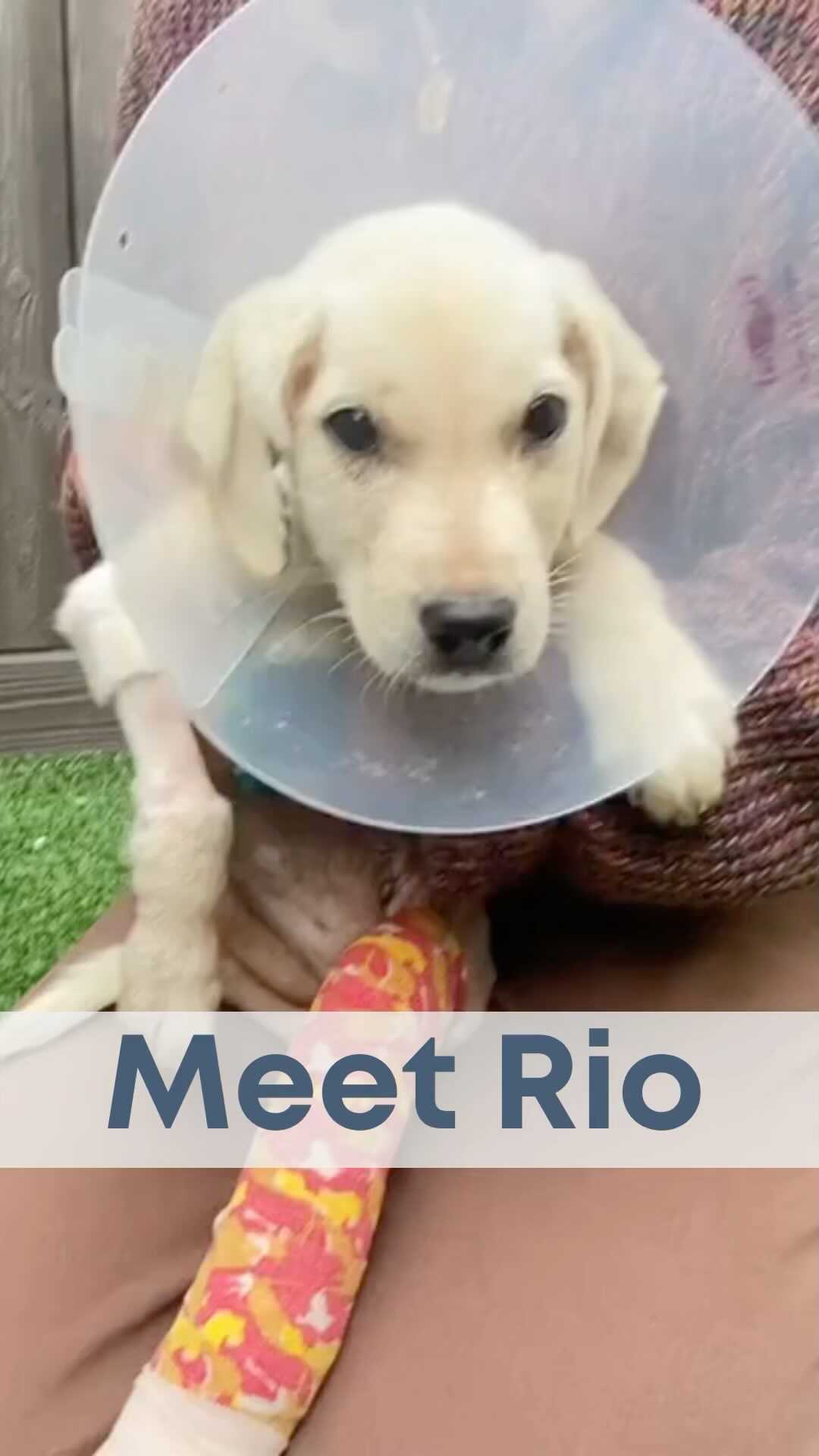 We’re exactly ONE WEEK away from Giving Tuesday, the global day of giving. Two generous donors have offered to MATCH every donation up to $100,000! That means when you donate, your contribution is immediately doubled!

These dogs need us and we need YOU! There are many ways to help create more miracle stories like Rio’s this giving season:

➡Donate: www.bdrr.org/giving-tuesday
➡SHARE this post to spread the word and get your friends and family involved
➡Start a Facebook fundraiser on our behalf

Thank you to the amazing generosity of David and Susan Lipman and Richard and Susan Goldman who have pledged to match up to $50,000 each and Claire and Ed London of the Key Biscayne Community Foundation for their donation of $12,500!