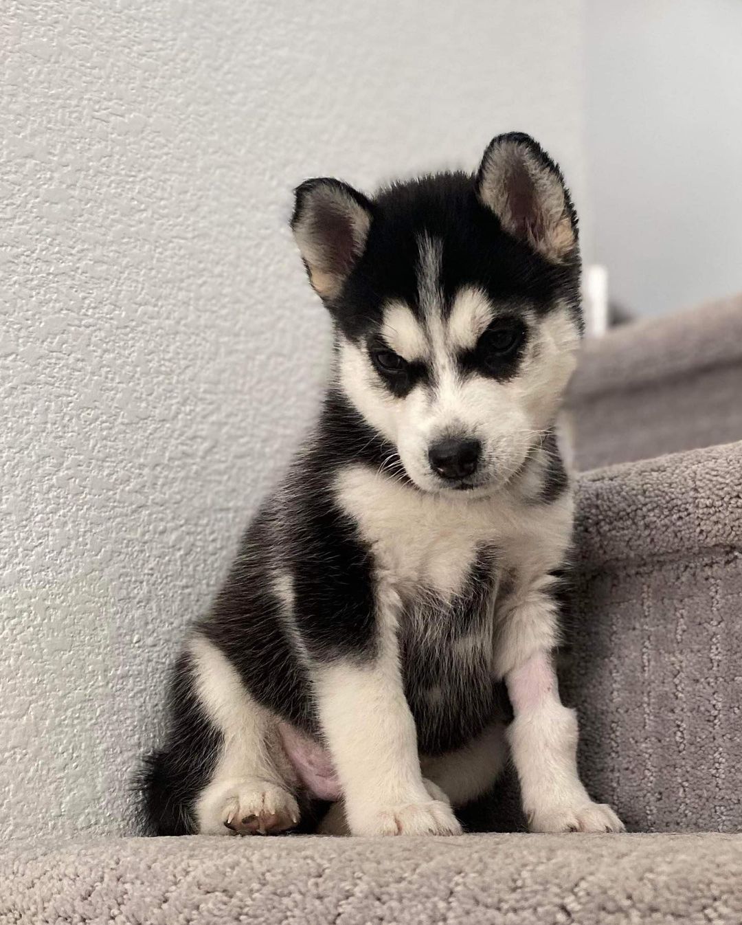 Oh my goodness 😍

Sweet Zorro survived parvo and is thriving now. He is eating like a champ and has found his husky voice!!! This adorable baby is looking for a foster to adopt home. Husky experience needed. 

Apply now ⬇️⬇️⬇️

https://www.vegaspetrescueproject.com/dog-adoption-interest-form