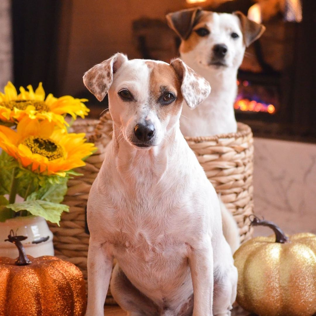 Happy Thanksgiving to all our friends south of border!!! We have incredible partnerships with rescues & volunteers in Louisiana and Texas!!

<a target='_blank' href='https://www.instagram.com/explore/tags/happythanksgiving/'>#happythanksgiving</a>
<a target='_blank' href='https://www.instagram.com/explore/tags/jackrussellnetworkcanada/'>#jackrussellnetworkcanada</a> <a target='_blank' href='https://www.instagram.com/explore/tags/jackstotherescue/'>#jackstotherescue</a> <a target='_blank' href='https://www.instagram.com/explore/tags/thisisrescue/'>#thisisrescue</a> <a target='_blank' href='https://www.instagram.com/explore/tags/adopt/'>#adopt</a> <a target='_blank' href='https://www.instagram.com/explore/tags/foster/'>#foster</a> <a target='_blank' href='https://www.instagram.com/explore/tags/donate/'>#donate</a> <a target='_blank' href='https://www.instagram.com/explore/tags/volunteer/'>#volunteer</a> <a target='_blank' href='https://www.instagram.com/explore/tags/rescuejacks/'>#rescuejacks</a> <a target='_blank' href='https://www.instagram.com/explore/tags/volunteers/'>#volunteers</a> <a target='_blank' href='https://www.instagram.com/explore/tags/savemoredogs/'>#savemoredogs</a> <a target='_blank' href='https://www.instagram.com/explore/tags/savedogs/'>#savedogs</a> <a target='_blank' href='https://www.instagram.com/explore/tags/rescuedogs/'>#rescuedogs</a>