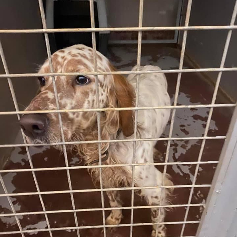 Our volunteers have finally made it back to Greece after almost 2 years!  They are checking in on all our dogs in the kennel and will bring home 8 this week! 
.
.
.
.
.
<a target='_blank' href='https://www.instagram.com/explore/tags/adoptdontshop/'>#adoptdontshop</a> <a target='_blank' href='https://www.instagram.com/explore/tags/aboveandbeyondenglishsetterrescue/'>#aboveandbeyondenglishsetterrescue</a> <a target='_blank' href='https://www.instagram.com/explore/tags/fosteringsaveslives/'>#fosteringsaveslives</a> <a target='_blank' href='https://www.instagram.com/explore/tags/adoptme/'>#adoptme</a> <a target='_blank' href='https://www.instagram.com/explore/tags/settersofinstagram/'>#settersofinstagram</a> <a target='_blank' href='https://www.instagram.com/explore/tags/settersofamerica/'>#settersofamerica</a> <a target='_blank' href='https://www.instagram.com/explore/tags/thedodo/'>#thedodo</a> <a target='_blank' href='https://www.instagram.com/explore/tags/savethesetters/'>#savethesetters</a>