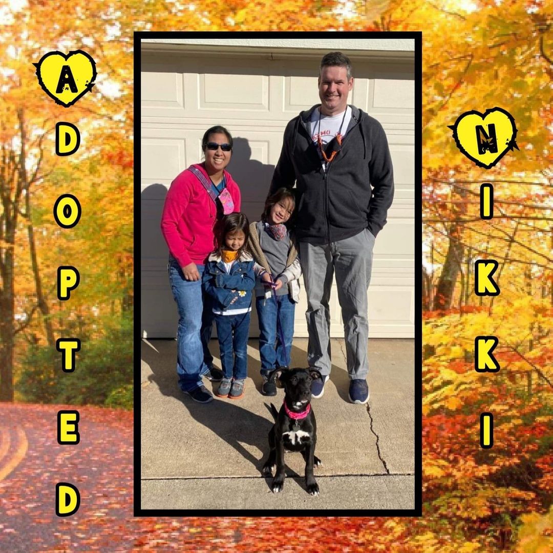 🥰HAPPY TAILS!🥰 Congrats to Nikki, Fable, Monte, Minerva and Toffee on finding their happily ever after's! Go enjoy your 1st <a target='_blank' href='https://www.instagram.com/explore/tags/thanksgiving/'>#thanksgiving</a> with your new families! 🦃
<a target='_blank' href='https://www.instagram.com/explore/tags/rescue/'>#rescue</a> <a target='_blank' href='https://www.instagram.com/explore/tags/dontshopadopt/'>#dontshopadopt</a> <a target='_blank' href='https://www.instagram.com/explore/tags/mixedbreedpurelove/'>#mixedbreedpurelove</a> <a target='_blank' href='https://www.instagram.com/explore/tags/cats/'>#cats</a> <a target='_blank' href='https://www.instagram.com/explore/tags/catsofinstagram/'>#catsofinstagram</a> <a target='_blank' href='https://www.instagram.com/explore/tags/shelterdogs/'>#shelterdogs</a> <a target='_blank' href='https://www.instagram.com/explore/tags/foster/'>#foster</a> <a target='_blank' href='https://www.instagram.com/explore/tags/fosteringsaveslives/'>#fosteringsaveslives</a> <a target='_blank' href='https://www.instagram.com/explore/tags/bethechange/'>#bethechange</a> <a target='_blank' href='https://www.instagram.com/explore/tags/onebyoneuntiltherearenone/'>#onebyoneuntiltherearenone</a> 

🧡 shelterfriends.org 🧡