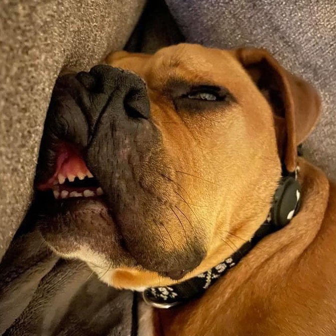 Snoozin’ and treats; treats and snoozin’.

Nite nite. 🌙

Hey, one week tomorrow for our big Giving Tuesday fundraiser. We hope you will join us! Keep your eyes (or teethers) for more info. ❤️

<a target='_blank' href='https://www.instagram.com/explore/tags/Adoptdontshop/'>#Adoptdontshop</a>
<a target='_blank' href='https://www.instagram.com/explore/tags/Snoozing/'>#Snoozing</a>
<a target='_blank' href='https://www.instagram.com/explore/tags/Dogsofinstagram/'>#Dogsofinstagram</a>
<a target='_blank' href='https://www.instagram.com/explore/tags/Becausetheymatter/'>#Becausetheymatter</a>