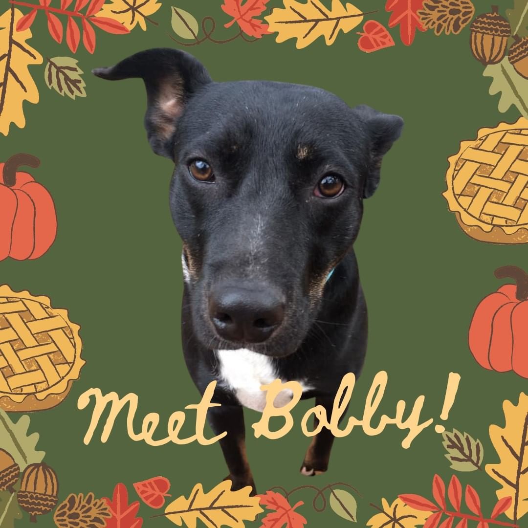 Bobby is a 2 year old pup looking for a <a target='_blank' href='https://www.instagram.com/explore/tags/fureverhome/'>#fureverhome</a>. He enjoys car rides, long walks/hiking with his human and playing with other dogs. He loves spending time with his people. He has met an outdoor cat with no issues, although dog-savvy cats would probably be best. He has been good with children, but would probably do best with older kids based on his energy level. Bobby willingly crates himself for treats and food. He is also house trained.

🐾 Please Note: All dogs currently available for adoption are posted on our website. This dog may have other interested adopters in line. If you are interested in adopting, please fill out an application. 🐾