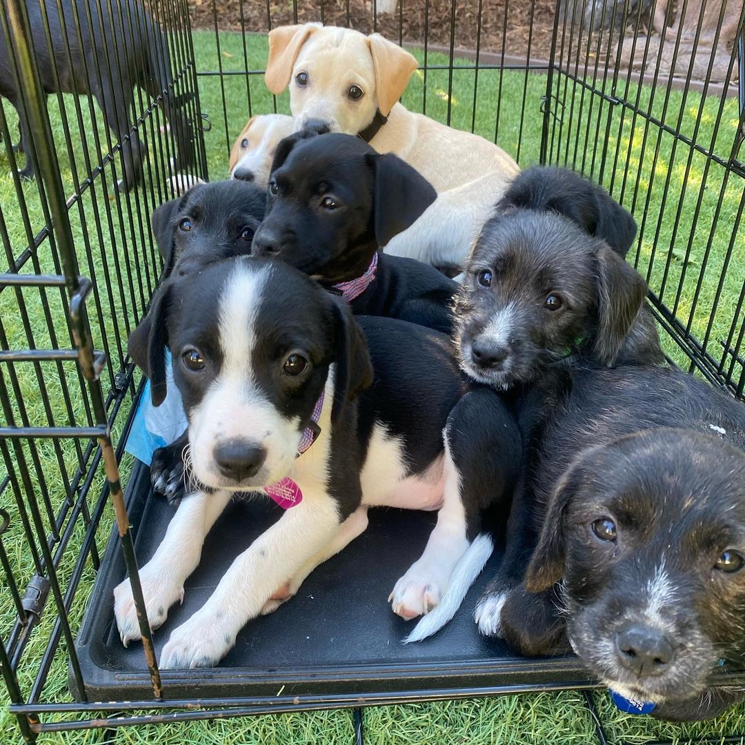 Say hello to our newest rescue puppies, the “Latin” Litter. 💃🏼🐶✨They are 10 week old pittie/poodle mixes who are ready for forever homes! 💛

Momma is a grey pittie (around 40 lbs) and dad is a maltipoo (see pic), so we think they will be about ~30 lbs full grown! They were part of an accidental litter and almost ended up in the shelter before a kind lady welcomed them into her home. Her family has raised them over the last 10 weeks and now they are ready to find forever homes! They have been around big dogs, small dogs, and young kids. 

HIT Living is looking for individuals or families who are willing to put in the time and effort to raise a puppy and who are ready to commit to loving us FOR LIFE! 

GIRLS: ✨ J Lo ✨ Shakira ✨ Selena ✨

BOYS: ✨ Bad Bunny ✨ Daddy Yankee ✨ Enrique ✨ Maluma ✨ Mr 305 ✨ Ricky Martin ✨

You can learn more + apply to adopt at hitlivingfoundation.org ✨

<a target='_blank' href='https://www.instagram.com/explore/tags/hitliving/'>#hitliving</a> <a target='_blank' href='https://www.instagram.com/explore/tags/foundlove/'>#foundlove</a> <a target='_blank' href='https://www.instagram.com/explore/tags/poodlepuppy/'>#poodlepuppy</a> <a target='_blank' href='https://www.instagram.com/explore/tags/poodlepuppies/'>#poodlepuppies</a> <a target='_blank' href='https://www.instagram.com/explore/tags/pitbullmixpuppies/'>#pitbullmixpuppies</a> <a target='_blank' href='https://www.instagram.com/explore/tags/pittiemix/'>#pittiemix</a> <a target='_blank' href='https://www.instagram.com/explore/tags/puppiesofig/'>#puppiesofig</a> <a target='_blank' href='https://www.instagram.com/explore/tags/puppiesoftheday/'>#puppiesoftheday</a> <a target='_blank' href='https://www.instagram.com/explore/tags/adoptme/'>#adoptme</a> <a target='_blank' href='https://www.instagram.com/explore/tags/losangeles/'>#losangeles</a> <a target='_blank' href='https://www.instagram.com/explore/tags/puppylove/'>#puppylove</a> <a target='_blank' href='https://www.instagram.com/explore/tags/puppiesofinstagram/'>#puppiesofinstagram</a> <a target='_blank' href='https://www.instagram.com/explore/tags/scruffypups/'>#scruffypups</a> <a target='_blank' href='https://www.instagram.com/explore/tags/adoptme/'>#adoptme</a> <a target='_blank' href='https://www.instagram.com/explore/tags/adoptdontshop/'>#adoptdontshop</a>