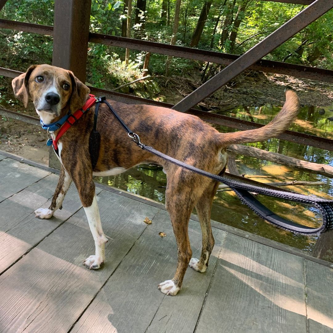 Adoptable Balor is grateful for his foster family, beautiful hikes, and his future furever home! 🥰

What are you grateful for? (Is it Balor being available for adoption? 😉)

More information about making this happy guy yours at link in bio! 🐾

<a target='_blank' href='https://www.instagram.com/explore/tags/AdoptBalor/'>#AdoptBalor</a> <a target='_blank' href='https://www.instagram.com/explore/tags/AdoptMe/'>#AdoptMe</a> <a target='_blank' href='https://www.instagram.com/explore/tags/Adoptable/'>#Adoptable</a> <a target='_blank' href='https://www.instagram.com/explore/tags/Thanksgiving/'>#Thanksgiving</a> <a target='_blank' href='https://www.instagram.com/explore/tags/RescueDogsofInstagram/'>#RescueDogsofInstagram</a> <a target='_blank' href='https://www.instagram.com/explore/tags/hound/'>#hound</a> <a target='_blank' href='https://www.instagram.com/explore/tags/houndrescue/'>#houndrescue</a> <a target='_blank' href='https://www.instagram.com/explore/tags/houndsofinstagram/'>#houndsofinstagram</a> <a target='_blank' href='https://www.instagram.com/explore/tags/hounddog/'>#hounddog</a> <a target='_blank' href='https://www.instagram.com/explore/tags/houndlife/'>#houndlife</a> <a target='_blank' href='https://www.instagram.com/explore/tags/houndlove/'>#houndlove</a> <a target='_blank' href='https://www.instagram.com/explore/tags/adoptahound/'>#adoptahound</a> <a target='_blank' href='https://www.instagram.com/explore/tags/dogsofdc/'>#dogsofdc</a> <a target='_blank' href='https://www.instagram.com/explore/tags/dcdogs/'>#dcdogs</a> <a target='_blank' href='https://www.instagram.com/explore/tags/fureverfamily/'>#fureverfamily</a> <a target='_blank' href='https://www.instagram.com/explore/tags/adoption/'>#adoption</a>