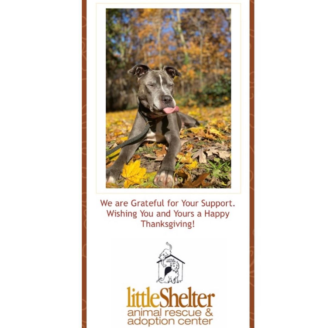 This Thanksgiving...Little Shelter is Grateful for YOU! <a target='_blank' href='https://www.instagram.com/explore/tags/thanksgiving/'>#thanksgiving</a> <a target='_blank' href='https://www.instagram.com/explore/tags/littleshelteranimalrescue/'>#littleshelteranimalrescue</a> <a target='_blank' href='https://www.instagram.com/explore/tags/94years/'>#94years</a> <a target='_blank' href='https://www.instagram.com/explore/tags/savinglives/'>#savinglives</a> <a target='_blank' href='https://www.instagram.com/explore/tags/huntington/'>#huntington</a> <a target='_blank' href='https://www.instagram.com/explore/tags/longisland/'>#longisland</a> <a target='_blank' href='https://www.instagram.com/explore/tags/nyc/'>#nyc</a>