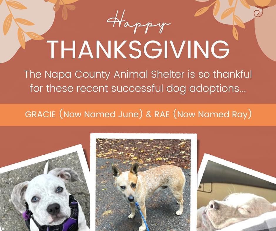 Happy Thanksgiving from all of us here at the Napa County Animal Shelter!