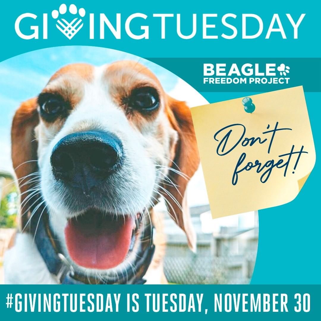 Don't forget. Giving Tuesday is next Tuesday, November 30 and Beagle Freedom Project needs your support! Thank you! 🐾 ❤️

___________________

We also post @CrueltyCutter. <a target='_blank' href='https://www.instagram.com/explore/tags/GivingTuesday/'>#GivingTuesday</a> <a target='_blank' href='https://www.instagram.com/explore/tags/AnimalTesting/'>#AnimalTesting</a> <a target='_blank' href='https://www.instagram.com/explore/tags/CHarity/'>#CHarity</a> <a target='_blank' href='https://www.instagram.com/explore/tags/Beagle/'>#Beagle</a> <a target='_blank' href='https://www.instagram.com/explore/tags/BeaglesOfInstagram/'>#BeaglesOfInstagram</a>