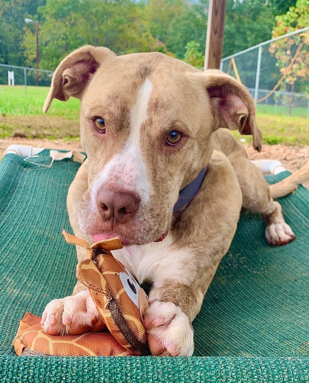 Happy FOSTER FRIDAY! ⁠
⁠
Meet Timberrrrrr! ⁠
⁠
He's here and ready to make you fall over in love with him! Timber is enjoying time in a foster home and we have learned SO much from his foster family! Here are some fun facts about this good boy:⁠
⁠
- Timber is crate trained (use kennel command)⁠
- He goes straight to his crate to wait for his meals⁠
- He's dog friendly!⁠
- Timber can get a little too excited around small animals. We recommend a home with larger dogs or being the star of the show! ⁠
- He's also house trained⁠
- Knows sit, down, and touch game!⁠
- His leash manners are getting better everyday⁠
- Would make the BEST snuggly companion for your home and family!⁠
⁠
Timber loves his foster family, but he's hoping to find his forever home soon! 💕 Please fill out the link in our bio if you are interested in meeting him!