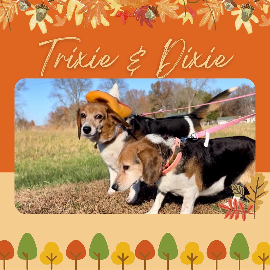 Our adoptable cats & dogs are getting ready for Thanksgiving, they would love to be spending it in their forever home this year! Come meet them today 8am-1pm.