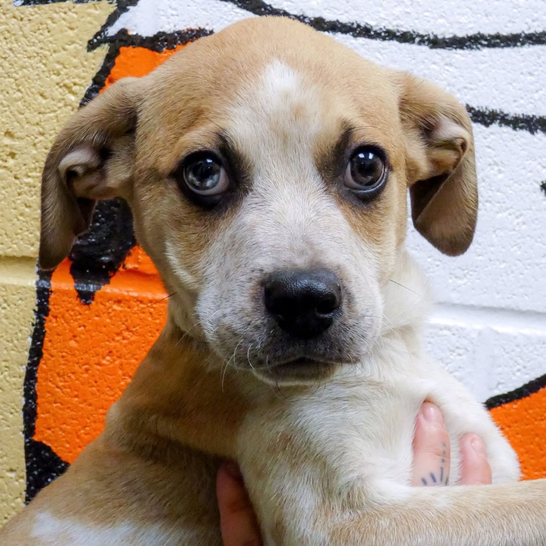 Gizmo needs a loving furever home 🥰 He is a 16 week old Beagle mix puppy, expected to grow to a medium-large size. Gizmo is playful, energetic, active and absolutely adorable 😍 Visit our website for adoption info.
*Please remember: a puppy is a lifelong commitment and will need your loving guidance and training.*
<a target='_blank' href='https://www.instagram.com/explore/tags/adoptdontshop/'>#adoptdontshop</a>