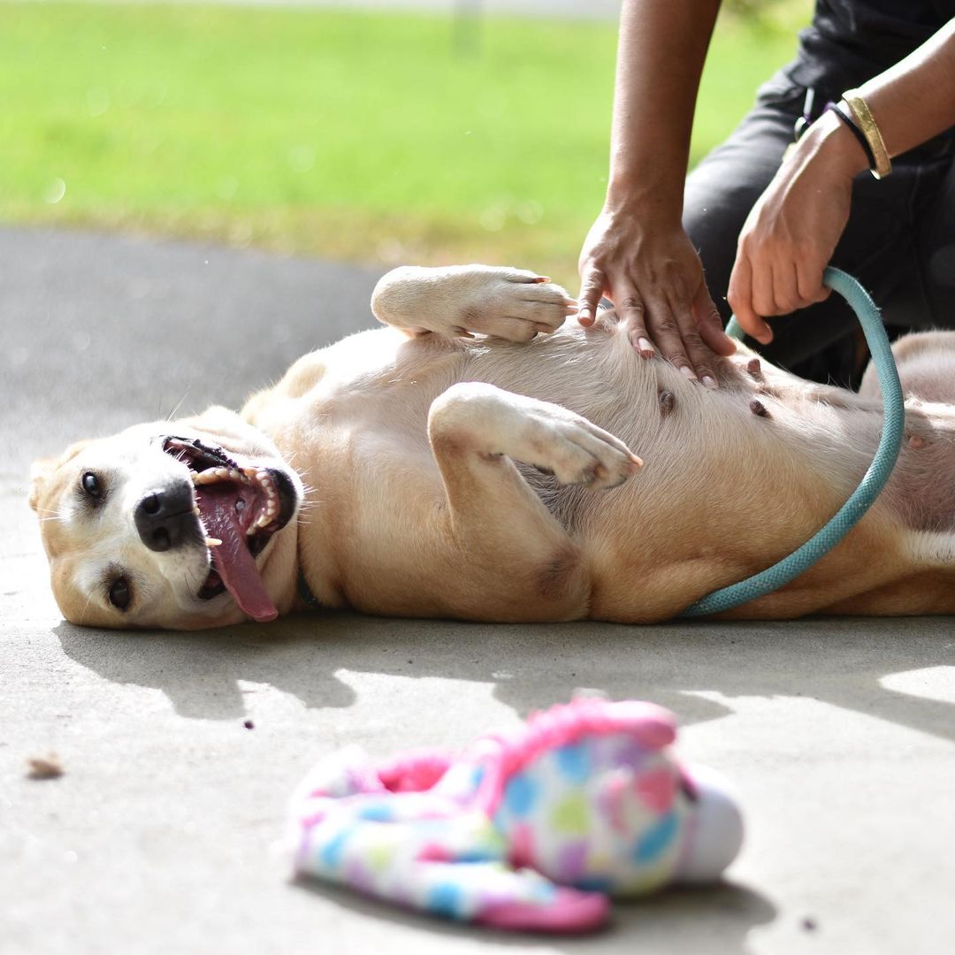 Looking for a last minute addition to make your Thanksgiving (and every day) complete? We’ve got your Butternut right here!

This lovely lady is approximately 6 years young, on the smaller side of medium and absolutely lives for belly rubs and pets. She is sure to fill your heart and home with a whole lot of love, this holiday season and beyond.

To make this little squash yours, submit your application at hihs.org!

🦃❤️🧈✨🍠

In observance of Thanksgiving, our shelters are closed tomorrow. We’ll also be closed on Friday for a day of learning for our team. Come visit us when we reopen for regular hours on Saturday at 10am at both of our locations in Keaau and The Animal Community Center in Holualoa! Our adoptable animals will be counting down the days until your visit and! even if you aren’t looking to adopt, you can still support the animals of Hawaii Island Humane Society by shopping in our retail shops - stocked with holiday surprises, toys, treats, and gear for the discerning dog or cat in your life and ✨100% of the proceeds go to the animals of HIHS, like Butternut!✨ Come say hi! 👋🏼

<a target='_blank' href='https://www.instagram.com/explore/tags/adoptButternutHIHS/'>#adoptButternutHIHS</a> <a target='_blank' href='https://www.instagram.com/explore/tags/shelterdog/'>#shelterdog</a> <a target='_blank' href='https://www.instagram.com/explore/tags/adoptashelterdog/'>#adoptashelterdog</a> <a target='_blank' href='https://www.instagram.com/explore/tags/butternutsquash/'>#butternutsquash</a> <a target='_blank' href='https://www.instagram.com/explore/tags/thanksgiving/'>#thanksgiving</a> <a target='_blank' href='https://www.instagram.com/explore/tags/thanksgivingdog/'>#thanksgivingdog</a>