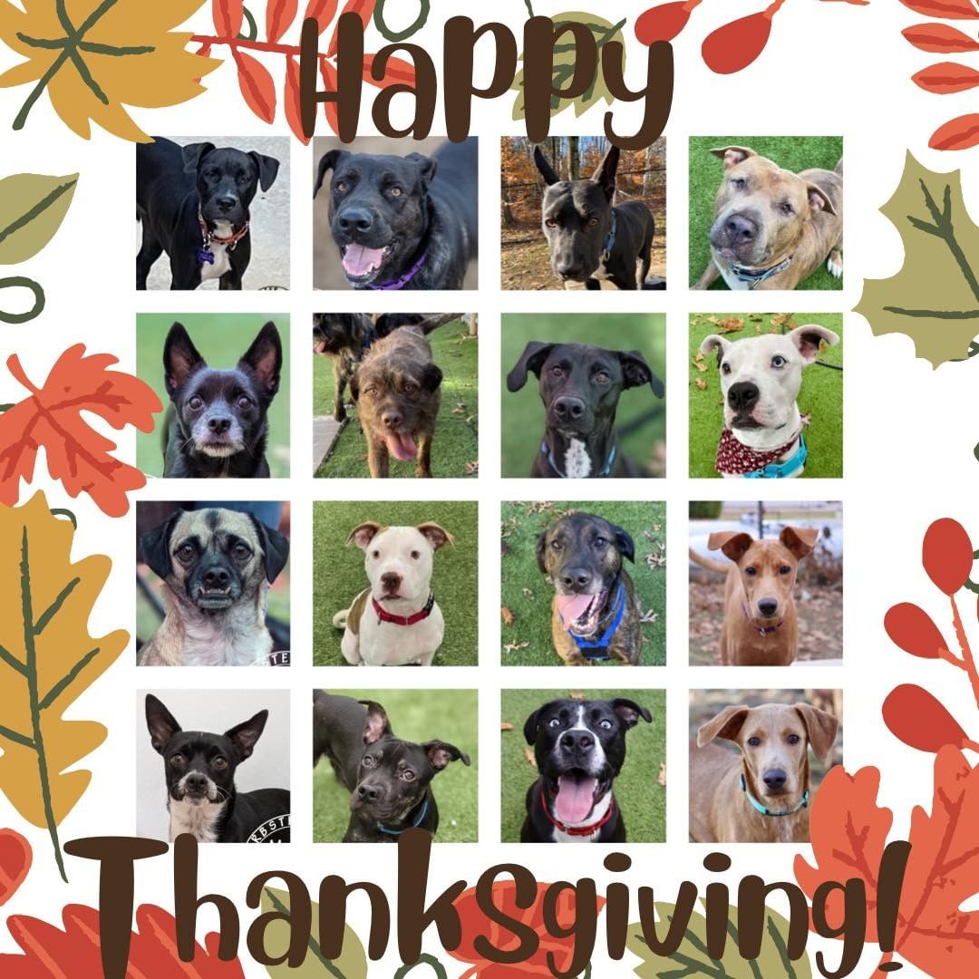 Happy Thanksgiving to all our friends! We are thankful everyday for our supporters, fosters, volunteers, adopters, and rescue partners! You all make what we do possible! It truly takes a village and we are so lucky to have you all as part of our village! We hope everyone’s day is filled with friends, family, and laughter! (We also hope your day is filled with plenty of dogs and if it’s not we have a lot of great dogs available for adoption!😉)

<a target='_blank' href='https://www.instagram.com/explore/tags/darbsterdoggy/'>#darbsterdoggy</a> <a target='_blank' href='https://www.instagram.com/explore/tags/darbsterfoundation/'>#darbsterfoundation</a> <a target='_blank' href='https://www.instagram.com/explore/tags/opttoadopt/'>#opttoadopt</a> <a target='_blank' href='https://www.instagram.com/explore/tags/rescuedogsofinstagram/'>#rescuedogsofinstagram</a> <a target='_blank' href='https://www.instagram.com/explore/tags/rescuedismyfavoritebreed/'>#rescuedismyfavoritebreed</a>