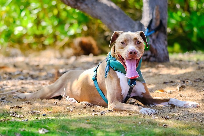 Certified GoodBoy™️ Brembo has a lot of us scratching our heads and wondering… 💭why hasn’t he been adopted yet?!! 🤔

Brembo is a friendly, happy guy who loves everyone he meets. He has previously lived with other dogs and has gotten along with the dogs at the shelter. He thinks car rides and adventures are the best and can’t wait to be your best friend.

Thanks to @chadegoddard who spent the day with Brembo (<a target='_blank' href='https://www.instagram.com/explore/tags/FieldTripsForShelterDogs/'>#FieldTripsForShelterDogs</a>) and captured these gorgeous photos of this handsome boy.

To learn more about Brembo, click on <a target='_blank' href='https://www.instagram.com/explore/tags/AdoptBremboHIHS/'>#AdoptBremboHIHS</a> or visit hihs.org. To make this kiddo yours, submit an application at hihs.org TODAY!

<a target='_blank' href='https://www.instagram.com/explore/tags/hawaii/'>#hawaii</a> <a target='_blank' href='https://www.instagram.com/explore/tags/adventuredog/'>#adventuredog</a> <a target='_blank' href='https://www.instagram.com/explore/tags/gooddog/'>#gooddog</a> <a target='_blank' href='https://www.instagram.com/explore/tags/hawaiidog/'>#hawaiidog</a> <a target='_blank' href='https://www.instagram.com/explore/tags/pibble/'>#pibble</a> <a target='_blank' href='https://www.instagram.com/explore/tags/pibblesofinstagram/'>#pibblesofinstagram</a> <a target='_blank' href='https://www.instagram.com/explore/tags/pittienation/'>#pittienation</a> <a target='_blank' href='https://www.instagram.com/explore/tags/shelterdog/'>#shelterdog</a> <a target='_blank' href='https://www.instagram.com/explore/tags/shelterdogsofinstagram/'>#shelterdogsofinstagram</a>