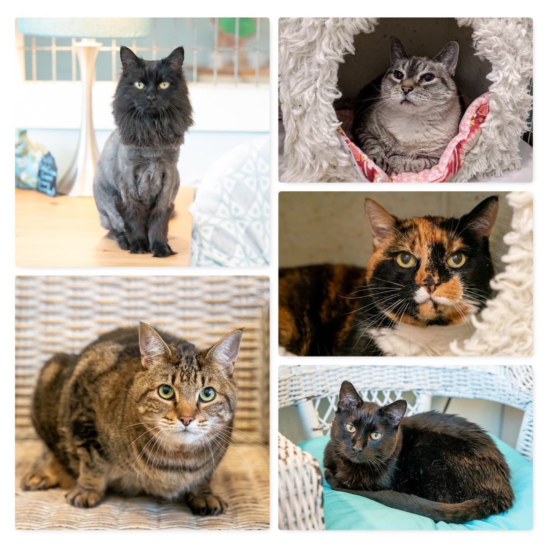 November is Adopt a Senior Pet month, although (of course) at The Whole Cat and Kaboodle, we celebrate seniors all the time!  Here are some of our favorite seniors whom we had the pleasure of adopting out in 2021 so far. ⁣
⁣
Did you adopt a senior kitty from us? We love updates! ⁣
⁣
<a target='_blank' href='https://www.instagram.com/explore/tags/PNWcat/'>#PNWcat</a> <a target='_blank' href='https://www.instagram.com/explore/tags/adoptdontshop/'>#adoptdontshop</a> <a target='_blank' href='https://www.instagram.com/explore/tags/catsofinstagram/'>#catsofinstagram</a> <a target='_blank' href='https://www.instagram.com/explore/tags/catsofig/'>#catsofig</a> <a target='_blank' href='https://www.instagram.com/explore/tags/instacat/'>#instacat</a> <a target='_blank' href='https://www.instagram.com/explore/tags/seattlecatsofinstagram/'>#seattlecatsofinstagram</a> <a target='_blank' href='https://www.instagram.com/explore/tags/redmondcatsofinstagram/'>#redmondcatsofinstagram</a> <a target='_blank' href='https://www.instagram.com/explore/tags/gato/'>#gato</a> <a target='_blank' href='https://www.instagram.com/explore/tags/neko/'>#neko</a> <a target='_blank' href='https://www.instagram.com/explore/tags/chat/'>#chat</a> <a target='_blank' href='https://www.instagram.com/explore/tags/kedi/'>#kedi</a> <a target='_blank' href='https://www.instagram.com/explore/tags/cat/'>#cat</a> <a target='_blank' href='https://www.instagram.com/explore/tags/rescuedismyfavoritebreed/'>#rescuedismyfavoritebreed</a> <a target='_blank' href='https://www.instagram.com/explore/tags/instacats/'>#instacats</a> <a target='_blank' href='https://www.instagram.com/explore/tags/meow/'>#meow</a> <a target='_blank' href='https://www.instagram.com/explore/tags/kitty/'>#kitty</a> <a target='_blank' href='https://www.instagram.com/explore/tags/kittycat/'>#kittycat</a> <a target='_blank' href='https://www.instagram.com/explore/tags/instapet/'>#instapet</a> <a target='_blank' href='https://www.instagram.com/explore/tags/instakitty/'>#instakitty</a> <a target='_blank' href='https://www.instagram.com/explore/tags/cutecat/'>#cutecat</a> <a target='_blank' href='https://www.instagram.com/explore/tags/cutecats/'>#cutecats</a> <a target='_blank' href='https://www.instagram.com/explore/tags/cats/'>#cats</a> <a target='_blank' href='https://www.instagram.com/explore/tags/catstagram/'>#catstagram</a>  <a target='_blank' href='https://www.instagram.com/explore/tags/supportsmallbusiness/'>#supportsmallbusiness</a> <a target='_blank' href='https://www.instagram.com/explore/tags/smallbusiness/'>#smallbusiness</a> <a target='_blank' href='https://www.instagram.com/explore/tags/catcafe/'>#catcafe</a> <a target='_blank' href='https://www.instagram.com/explore/tags/seniorpetmonth/'>#seniorpetmonth</a> <a target='_blank' href='https://www.instagram.com/explore/tags/seniorcat/'>#seniorcat</a> <a target='_blank' href='https://www.instagram.com/explore/tags/seniorcats/'>#seniorcats</a> <a target='_blank' href='https://www.instagram.com/explore/tags/adoptaseniorpetmonth/'>#adoptaseniorpetmonth</a>