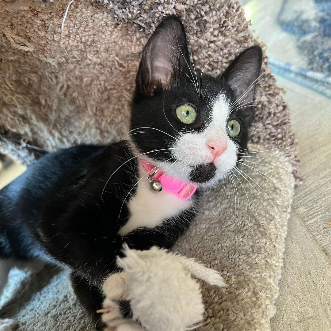 How can it be that we still have this perfect little polydactyl cutie?!?! Kiki is the total package!! Sweet, funny, fun, loving, confident and the cutest extra tosies ever!! 
Her and her brothers, Axel and Cinco would make the perfect addition to your home. She’s ready to enrich your life with unconditional love. ❤️
DM for an adoption questionnaire..
.
.
.
.
,
,
,
.
.
<a target='_blank' href='https://www.instagram.com/explore/tags/polydactylcat/'>#polydactylcat</a><a target='_blank' href='https://www.instagram.com/explore/tags/polykitty/'>#polykitty</a><a target='_blank' href='https://www.instagram.com/explore/tags/polydactylcatsofinstagram/'>#polydactylcatsofinstagram</a><a target='_blank' href='https://www.instagram.com/explore/tags/polydactylkitten/'>#polydactylkitten</a><a target='_blank' href='https://www.instagram.com/explore/tags/mookitten/'>#mookitten</a><a target='_blank' href='https://www.instagram.com/explore/tags/mookitty/'>#mookitty</a><a target='_blank' href='https://www.instagram.com/explore/tags/catlovers/'>#catlovers</a><a target='_blank' href='https://www.instagram.com/explore/tags/cutiepie/'>#cutiepie</a><a target='_blank' href='https://www.instagram.com/explore/tags/catadoptions/'>#catadoptions</a><a target='_blank' href='https://www.instagram.com/explore/tags/newportbeach/'>#newportbeach</a><a target='_blank' href='https://www.instagram.com/explore/tags/tuxedocats/'>#tuxedocats</a><a target='_blank' href='https://www.instagram.com/explore/tags/jellybeans/'>#jellybeans</a><a target='_blank' href='https://www.instagram.com/explore/tags/toebeans/'>#toebeans</a>🐾 <a target='_blank' href='https://www.instagram.com/explore/tags/prettytoes/'>#prettytoes</a><a target='_blank' href='https://www.instagram.com/explore/tags/fostercats/'>#fostercats</a><a target='_blank' href='https://www.instagram.com/explore/tags/fosterkitties/'>#fosterkitties</a><a target='_blank' href='https://www.instagram.com/explore/tags/kittens/'>#kittens</a><a target='_blank' href='https://www.instagram.com/explore/tags/meowdel/'>#meowdel</a><a target='_blank' href='https://www.instagram.com/explore/tags/instapurr/'>#instapurr</a>