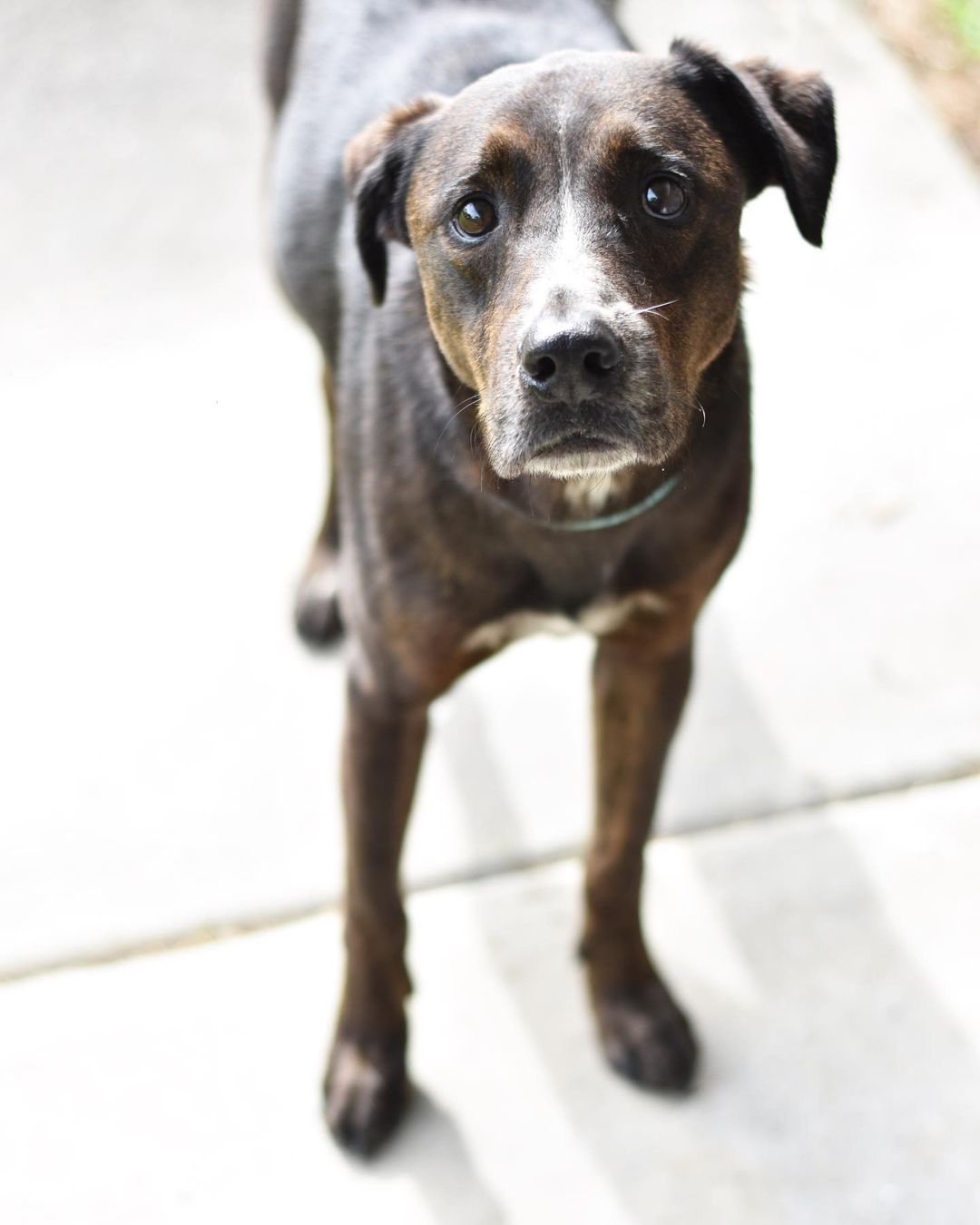 Thankful to our dedicated, compassionate, kind team for treating each and every one of our shelter pets like their own during their time with us.

Our Behavior Manager, Lexi, made special Thanksgiving Kong surprises for all the shelter dogs. Adoptable Mo’s face went from 🥺 to 😍 at the sight of his Kong treat!

Mo is one of three dogs who recently came in to our care together. They were adopted as puppies from HIHS 6 years ago, and today, they find themselves back in the shelter. Mo’s sisters are already getting lots of attention thanks to their golden girl looks but Mo deserves the same kind of love and comfort. Check out good boy Mo at hihs.org!

<a target='_blank' href='https://www.instagram.com/explore/tags/adoptMoHIHS/'>#adoptMoHIHS</a> <a target='_blank' href='https://www.instagram.com/explore/tags/Kong/'>#Kong</a> <a target='_blank' href='https://www.instagram.com/explore/tags/Kongsgiving/'>#Kongsgiving</a> <a target='_blank' href='https://www.instagram.com/explore/tags/Thanksgiving/'>#Thanksgiving</a> <a target='_blank' href='https://www.instagram.com/explore/tags/shelterdog/'>#shelterdog</a> <a target='_blank' href='https://www.instagram.com/explore/tags/shelterdogsofinstagram/'>#shelterdogsofinstagram</a> <a target='_blank' href='https://www.instagram.com/explore/tags/adoptashelterdog/'>#adoptashelterdog</a>