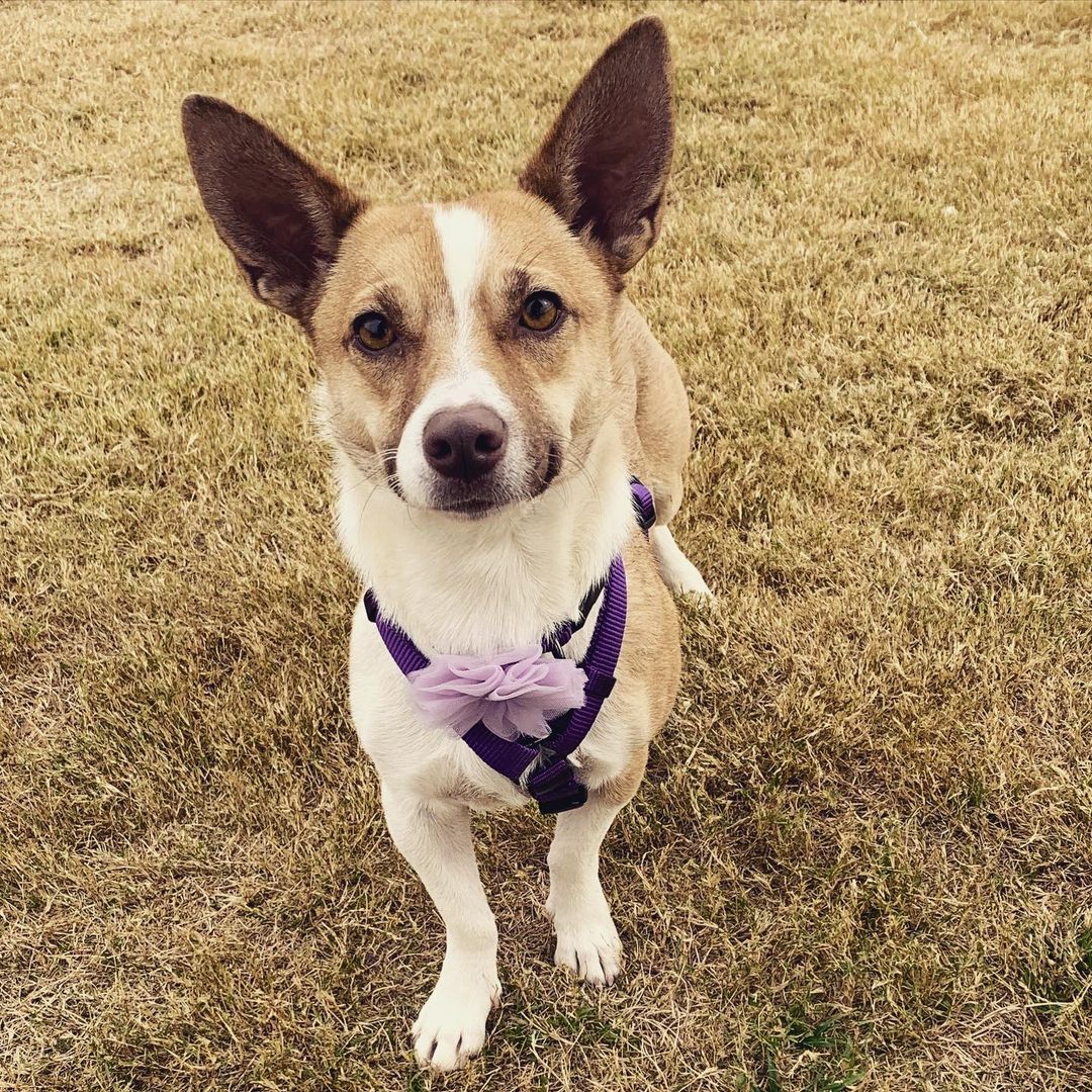 Butterfly got a new collar and harness 💜 You can read about this precious little girl at the link in our bio. Message us if you’re interested in meeting her. <a target='_blank' href='https://www.instagram.com/explore/tags/lubbock/'>#lubbock</a> <a target='_blank' href='https://www.instagram.com/explore/tags/dogsoflubbock/'>#dogsoflubbock</a> <a target='_blank' href='https://www.instagram.com/explore/tags/redraiders/'>#redraiders</a> <a target='_blank' href='https://www.instagram.com/explore/tags/ttu/'>#ttu</a> <a target='_blank' href='https://www.instagram.com/explore/tags/texastech/'>#texastech</a> <a target='_blank' href='https://www.instagram.com/explore/tags/westtexasdogs/'>#westtexasdogs</a>