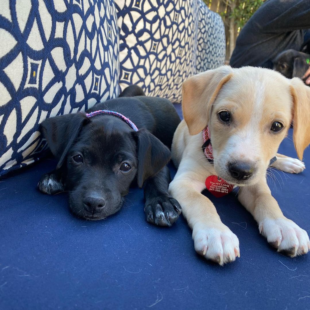 Say hello to our newest rescue puppies, the “Latin” Litter. 💃🏼🐶✨They are 10 week old pittie/poodle mixes who are ready for forever homes! 💛

Momma is a grey pittie (around 40 lbs) and dad is a maltipoo (see pic), so we think they will be about ~30 lbs full grown! They were part of an accidental litter and almost ended up in the shelter before a kind lady welcomed them into her home. Her family has raised them over the last 10 weeks and now they are ready to find forever homes! They have been around big dogs, small dogs, and young kids. 

HIT Living is looking for individuals or families who are willing to put in the time and effort to raise a puppy and who are ready to commit to loving us FOR LIFE! 

GIRLS: ✨ J Lo ✨ Shakira ✨ Selena ✨

BOYS: ✨ Bad Bunny ✨ Daddy Yankee ✨ Enrique ✨ Maluma ✨ Mr 305 ✨ Ricky Martin ✨

You can learn more + apply to adopt at hitlivingfoundation.org ✨

<a target='_blank' href='https://www.instagram.com/explore/tags/hitliving/'>#hitliving</a> <a target='_blank' href='https://www.instagram.com/explore/tags/foundlove/'>#foundlove</a> <a target='_blank' href='https://www.instagram.com/explore/tags/poodlepuppy/'>#poodlepuppy</a> <a target='_blank' href='https://www.instagram.com/explore/tags/poodlepuppies/'>#poodlepuppies</a> <a target='_blank' href='https://www.instagram.com/explore/tags/pitbullmixpuppies/'>#pitbullmixpuppies</a> <a target='_blank' href='https://www.instagram.com/explore/tags/pittiemix/'>#pittiemix</a> <a target='_blank' href='https://www.instagram.com/explore/tags/puppiesofig/'>#puppiesofig</a> <a target='_blank' href='https://www.instagram.com/explore/tags/puppiesoftheday/'>#puppiesoftheday</a> <a target='_blank' href='https://www.instagram.com/explore/tags/adoptme/'>#adoptme</a> <a target='_blank' href='https://www.instagram.com/explore/tags/losangeles/'>#losangeles</a> <a target='_blank' href='https://www.instagram.com/explore/tags/puppylove/'>#puppylove</a> <a target='_blank' href='https://www.instagram.com/explore/tags/puppiesofinstagram/'>#puppiesofinstagram</a> <a target='_blank' href='https://www.instagram.com/explore/tags/scruffypups/'>#scruffypups</a> <a target='_blank' href='https://www.instagram.com/explore/tags/adoptme/'>#adoptme</a> <a target='_blank' href='https://www.instagram.com/explore/tags/adoptdontshop/'>#adoptdontshop</a>