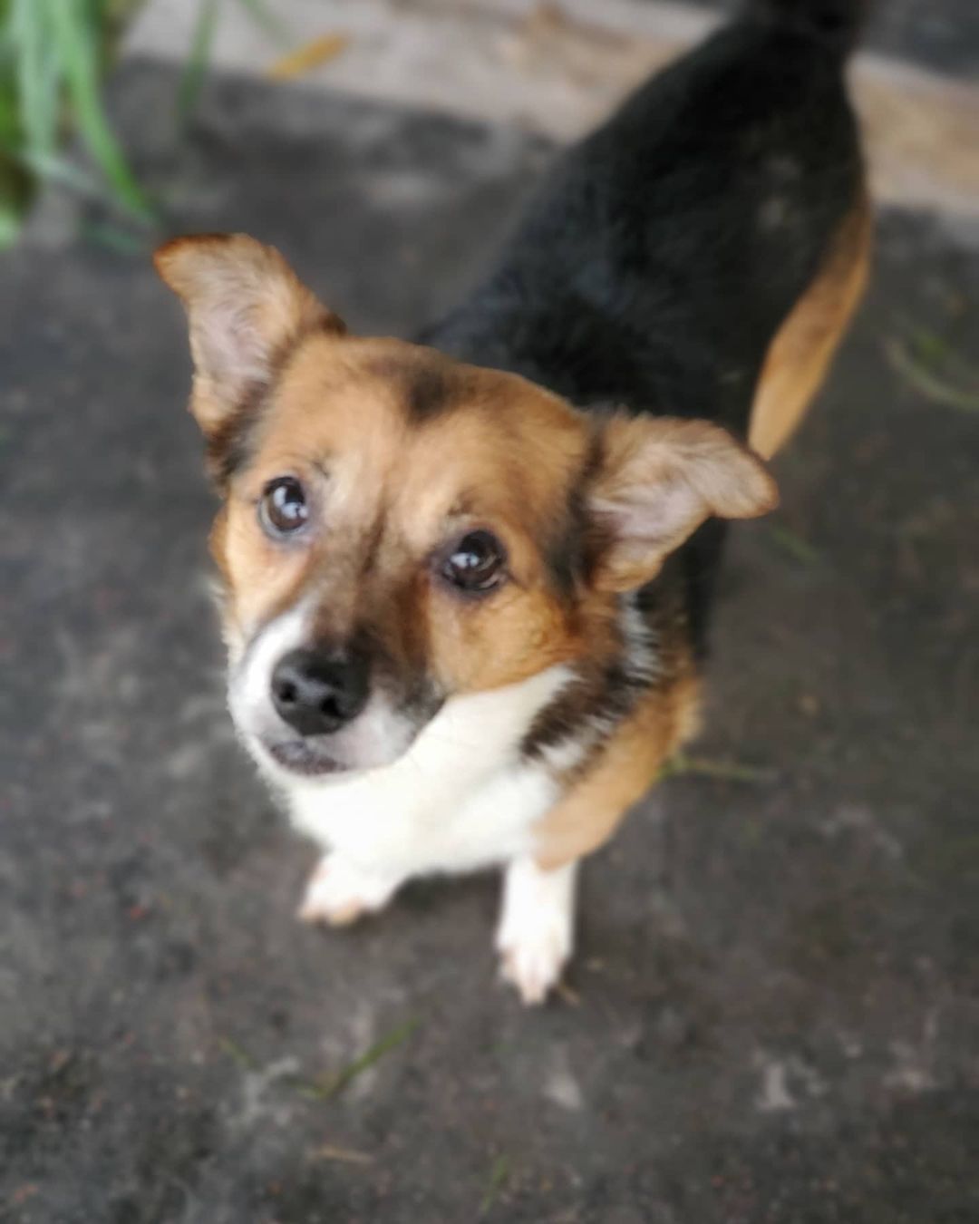 This is beautiful Charlie.  He's not a big dog, in fact he's probably only about 14lbs.  He's looking for a foster home until his neuter appointment, and until he's adopted!

Charlie is touch sensitive (so no children please!)
He likes to potty outside but he does tend to mark inside, so we can provide belly bands until he fully understands that he has to pee outside every time..

He walks well on leash but is Leary of strangers approaching him.  A fenced escape proof yard would be wonderful but he could do well in an apartment setting as well.  We'd like to avoid busy, high traffic areas like Down town Vancouver and are looking for a quieter neighborhood. 

If you think you can provide Charlie a safe foster home for a month or 2, let us know. 

Charlie's vet visit showed a raging ear infection in both ears, hot spots (likely flea bite dermatitis). His teeth aren't bad and he doesn't require any immediate dental work.  He does need to be neutered.  We did not microchip Charlie at this visit because he was so so stressed, so we will wait until he is under for his neuter to do that.

Please keep chipping in towards the vet bill for all these deserving dogs.  This is going to be a very costly rescue mission. 

<a target='_blank' href='https://www.instagram.com/explore/tags/rescue/'>#rescue</a> <a target='_blank' href='https://www.instagram.com/explore/tags/rescuedogs/'>#rescuedogs</a> <a target='_blank' href='https://www.instagram.com/explore/tags/dogs/'>#dogs</a> <a target='_blank' href='https://www.instagram.com/explore/tags/dogsofinstagram/'>#dogsofinstagram</a> <a target='_blank' href='https://www.instagram.com/explore/tags/rescuedogsofinstagram/'>#rescuedogsofinstagram</a>🐾 <a target='_blank' href='https://www.instagram.com/explore/tags/foster/'>#foster</a> <a target='_blank' href='https://www.instagram.com/explore/tags/fosteringsaveslives/'>#fosteringsaveslives</a> <a target='_blank' href='https://www.instagram.com/explore/tags/adopt/'>#adopt</a> <a target='_blank' href='https://www.instagram.com/explore/tags/hoardingdogs/'>#hoardingdogs</a> <a target='_blank' href='https://www.instagram.com/explore/tags/hoardingsurvivors/'>#hoardingsurvivors</a> <a target='_blank' href='https://www.instagram.com/explore/tags/love/'>#love</a> <a target='_blank' href='https://www.instagram.com/explore/tags/bekind/'>#bekind</a> <a target='_blank' href='https://www.instagram.com/explore/tags/donate/'>#donate</a> <a target='_blank' href='https://www.instagram.com/explore/tags/share/'>#share</a> <a target='_blank' href='https://www.instagram.com/explore/tags/care/'>#care</a> <a target='_blank' href='https://www.instagram.com/explore/tags/dhanamettarescuesociety/'>#dhanamettarescuesociety</a> <a target='_blank' href='https://www.instagram.com/explore/tags/lowermainlandhumanesociety/'>#lowermainlandhumanesociety</a>