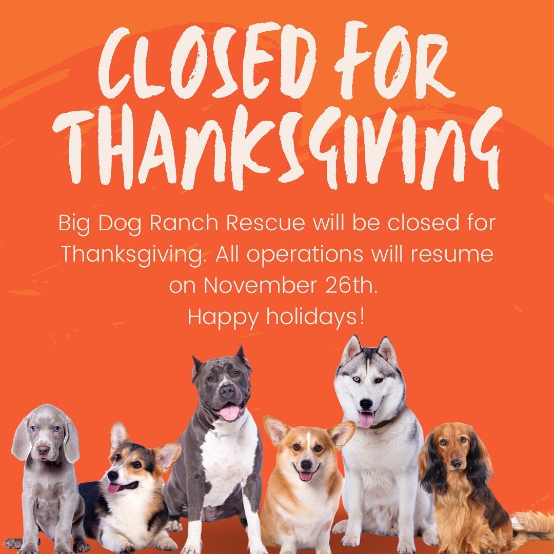 The offices of Big Dog Ranch Rescue will be closed for Thanksgiving. All activities will resume November 26th at 10am. Happy Holidays!