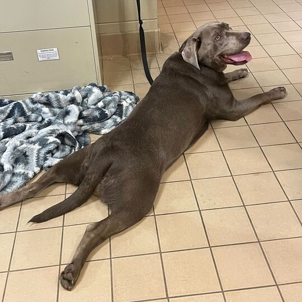 Update: Adopted!! 
Meet Jersey! Jersey is a 1-year-old female Silver Labrador. She is sweet as pie (no pun intended for the holiday!) 🥧  Jersey loves anyone and everyone she meets- so much so that she loves to give hugs! Don't worry, we've been working with her on her manners when it comes to hugs! Jersey knows how to 