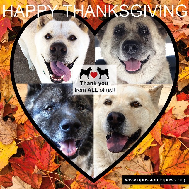 🐾Wear gratitude like a cloak, and it will feed every corner of your life.❤️THANK YOU For loving our bears, we couldn’t do this without you!!! 
🍁Happy Thanksgiving!!!!🍁

www.apassionforpaws.org

<a target='_blank' href='https://www.instagram.com/explore/tags/rescuedog/'>#rescuedog</a> <a target='_blank' href='https://www.instagram.com/explore/tags/rescuedogsrock/'>#rescuedogsrock</a> <a target='_blank' href='https://www.instagram.com/explore/tags/rescuedogsofinstagram/'>#rescuedogsofinstagram</a> <a target='_blank' href='https://www.instagram.com/explore/tags/adopt/'>#adopt</a> <a target='_blank' href='https://www.instagram.com/explore/tags/adoptdontshop/'>#adoptdontshop</a> <a target='_blank' href='https://www.instagram.com/explore/tags/adoption/'>#adoption</a> <a target='_blank' href='https://www.instagram.com/explore/tags/adoptables/'>#adoptables</a> <a target='_blank' href='https://www.instagram.com/explore/tags/adoptme/'>#adoptme</a> <a target='_blank' href='https://www.instagram.com/explore/tags/akitaranch/'>#akitaranch</a> <a target='_blank' href='https://www.instagram.com/explore/tags/happynewyear2021/'>#happynewyear2021</a> <a target='_blank' href='https://www.instagram.com/explore/tags/2021/'>#2021</a> <a target='_blank' href='https://www.instagram.com/explore/tags/love/'>#love</a> <a target='_blank' href='https://www.instagram.com/explore/tags/happy/'>#happy</a> <a target='_blank' href='https://www.instagram.com/explore/tags/hope/'>#hope</a> <a target='_blank' href='https://www.instagram.com/explore/tags/together/'>#together</a> <a target='_blank' href='https://www.instagram.com/explore/tags/savelives/'>#savelives</a> <a target='_blank' href='https://www.instagram.com/explore/tags/akitalover/'>#akitalover</a> <a target='_blank' href='https://www.instagram.com/explore/tags/thanksgiving/'>#thanksgiving</a> <a target='_blank' href='https://www.instagram.com/explore/tags/newhope/'>#newhope</a> <a target='_blank' href='https://www.instagram.com/explore/tags/newlove/'>#newlove</a> <a target='_blank' href='https://www.instagram.com/explore/tags/newrescue/'>#newrescue</a> <a target='_blank' href='https://www.instagram.com/explore/tags/work/'>#work</a> <a target='_blank' href='https://www.instagram.com/explore/tags/cute/'>#cute</a> <a target='_blank' href='https://www.instagram.com/explore/tags/grateful/'>#grateful</a> <a target='_blank' href='https://www.instagram.com/explore/tags/helpingothers/'>#helpingothers</a> <a target='_blank' href='https://www.instagram.com/explore/tags/helpanimals/'>#helpanimals</a> <a target='_blank' href='https://www.instagram.com/explore/tags/love/'>#love</a>