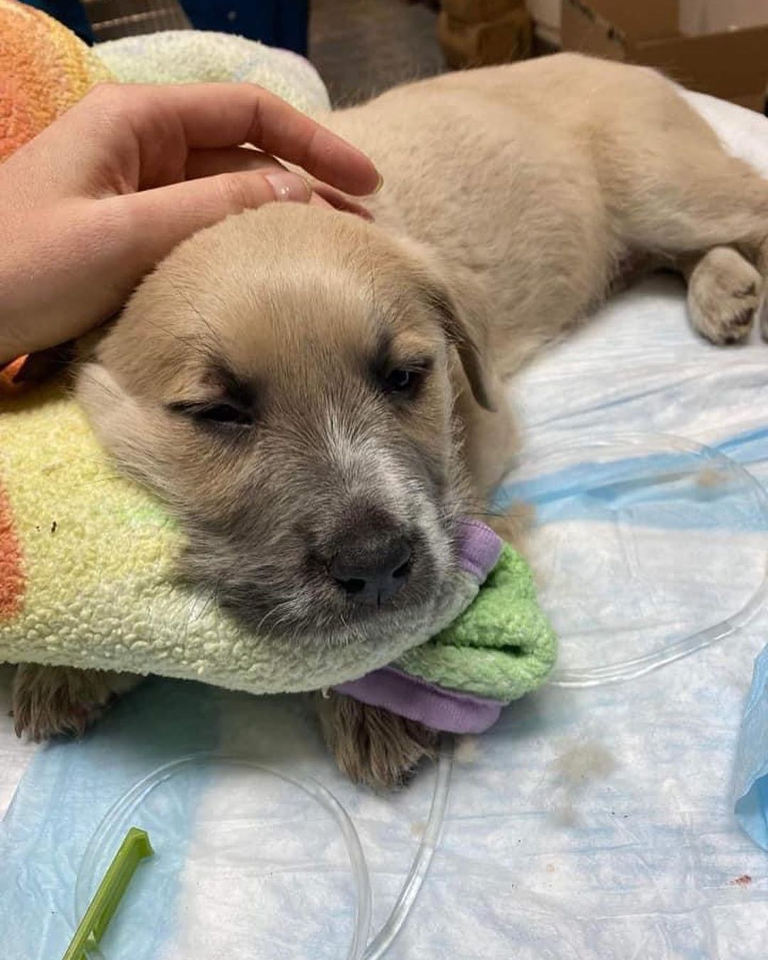 🐾💚Donations Needed💚🐾 
Last night we received a super sad call that Gravy, an 8 week old pup was Parvo positive. 

Of course we jumped into action and we wanted to help in any way we could. 

Our team picked up the little guy up from Mohnacky Animal Hospital then whisked him to the Emergency vet in Poway. 

Just the overnight alone, the bill will be at least $1000 and he will be in treatment for another 2 nights. So, if you even have $5 to spare, please consider donating! Every penny counts. Gofundme link in bio.

<a target='_blank' href='https://www.instagram.com/explore/tags/amazingstraysrescue/'>#amazingstraysrescue</a>

If you are interested, please fill out an Application on our website- amazingstraysrescue.org

🐾All supplies and an amazing support team included! 

🐾 Please share this on your social media 

🐾 Want to help? All of our incoming dogs have medical bills to be paid! You could sponsor a spay or neuter!

🐾 Fostering even for just two weeks is extremely helpful to a dog in need!

🐾 All supplies included!

<a target='_blank' href='https://www.instagram.com/explore/tags/RescueDog/'>#RescueDog</a> <a target='_blank' href='https://www.instagram.com/explore/tags/AdoptDontShop/'>#AdoptDontShop</a> <a target='_blank' href='https://www.instagram.com/explore/tags/RescuePuppy/'>#RescuePuppy</a> <a target='_blank' href='https://www.instagram.com/explore/tags/ForTheLoveOfDogs/'>#ForTheLoveOfDogs</a> <a target='_blank' href='https://www.instagram.com/explore/tags/GetInvolved/'>#GetInvolved</a> <a target='_blank' href='https://www.instagram.com/explore/tags/Donate/'>#Donate</a> <a target='_blank' href='https://www.instagram.com/explore/tags/Volunteer/'>#Volunteer</a> <a target='_blank' href='https://www.instagram.com/explore/tags/FosteringSavesLives/'>#FosteringSavesLives</a> <a target='_blank' href='https://www.instagram.com/explore/tags/dogsofinstagram/'>#dogsofinstagram</a> <a target='_blank' href='https://www.instagram.com/explore/tags/dogsofinsta/'>#dogsofinsta</a> <a target='_blank' href='https://www.instagram.com/explore/tags/asradoptme/'>#asradoptme</a>