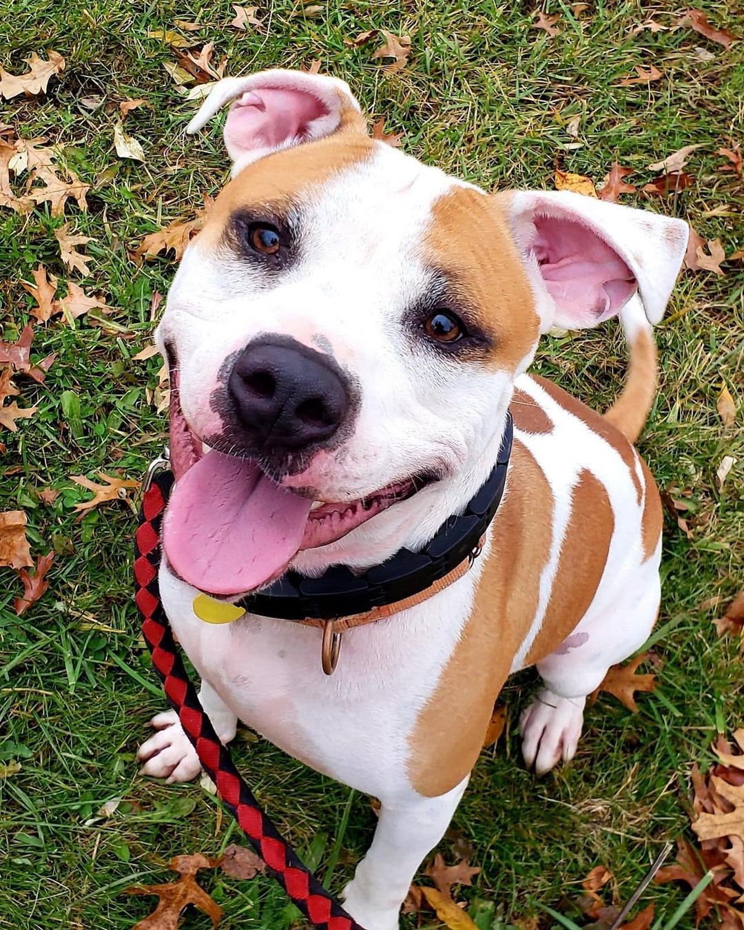 Meet GOOSEBUMPS! This big ol’ handsome pants is about 3 years old and loves romping in the play yard almost as much as he loves cookies. Goosebumps would prefer to be your one and only love, so he would do best with an active family without no small kids or other pets. ❤️ 

<a target='_blank' href='https://www.instagram.com/explore/tags/CCAS/'>#CCAS</a> <a target='_blank' href='https://www.instagram.com/explore/tags/CuyahogaShelter/'>#CuyahogaShelter</a> <a target='_blank' href='https://www.instagram.com/explore/tags/CuyahogaDogs/'>#CuyahogaDogs</a> <a target='_blank' href='https://www.instagram.com/explore/tags/shelterdogs/'>#shelterdogs</a> <a target='_blank' href='https://www.instagram.com/explore/tags/rescuedogs/'>#rescuedogs</a> <a target='_blank' href='https://www.instagram.com/explore/tags/shelterdogsofinstagram/'>#shelterdogsofinstagram</a> <a target='_blank' href='https://www.instagram.com/explore/tags/chewsadoption/'>#chewsadoption</a> <a target='_blank' href='https://www.instagram.com/explore/tags/adoptdontshop/'>#adoptdontshop</a> <a target='_blank' href='https://www.instagram.com/explore/tags/rescueismyfavoritebreed/'>#rescueismyfavoritebreed</a> <a target='_blank' href='https://www.instagram.com/explore/tags/adoptme/'>#adoptme</a> <a target='_blank' href='https://www.instagram.com/explore/tags/ohioshelter/'>#ohioshelter</a> <a target='_blank' href='https://www.instagram.com/explore/tags/OhioDogs/'>#OhioDogs</a> <a target='_blank' href='https://www.instagram.com/explore/tags/shelterpups/'>#shelterpups</a> <a target='_blank' href='https://www.instagram.com/explore/tags/bulldog/'>#bulldog</a> <a target='_blank' href='https://www.instagram.com/explore/tags/bulldogsofinstagram/'>#bulldogsofinstagram</a>