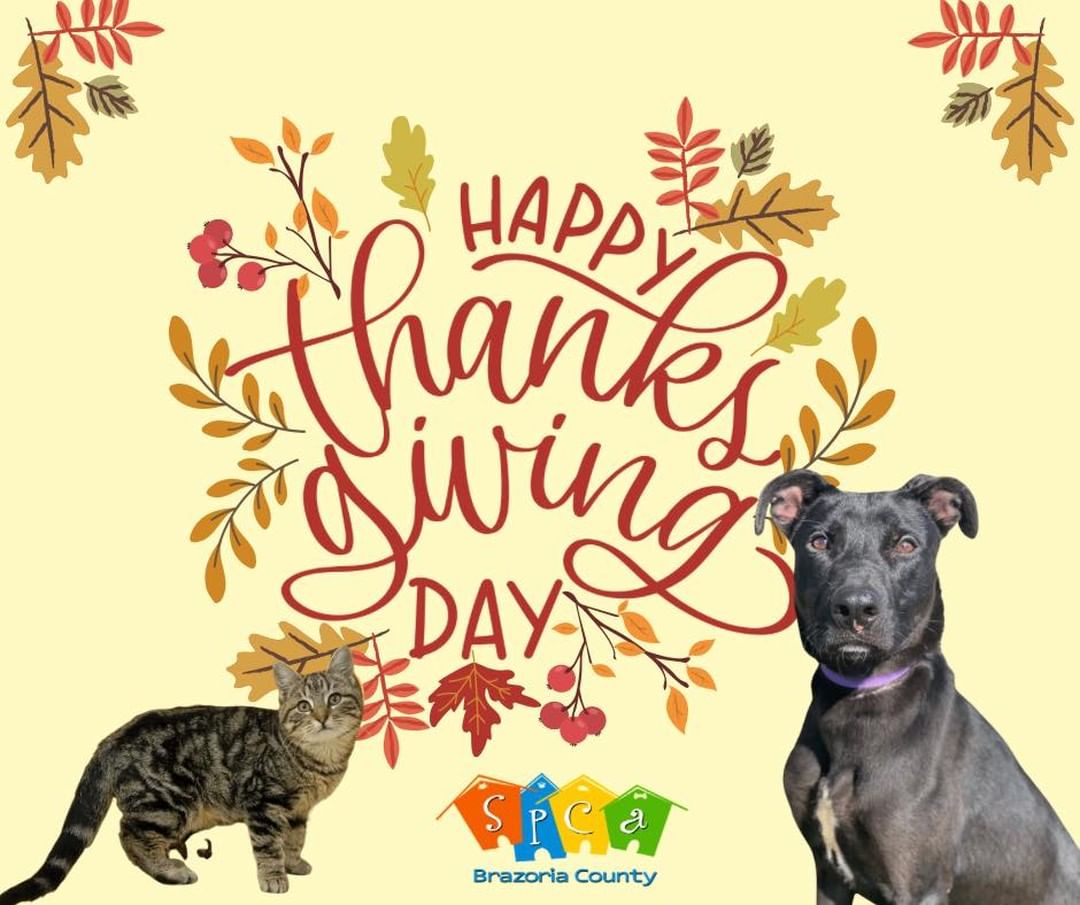 Today and very day-we are thankful for our generous community, incredible volunteers and fosters, adopters, hardworking employees and the amazing animals in our care!  We will be open tomorrow for our Black Friday Bonanza Adoption Event.  Lennon and Al Pawcino pictured below are both available and hoping to find forever families.