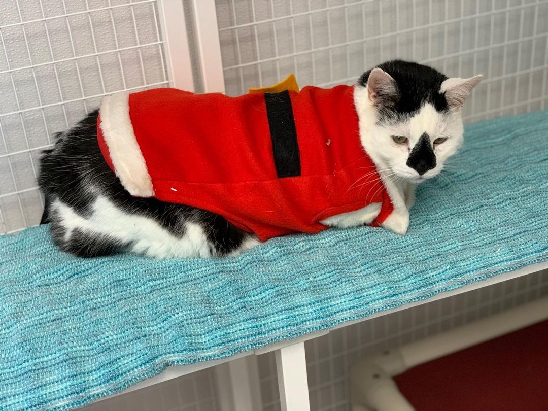 Happy Thanksgiving! Charlie is hoping someone will adopt him so he can watch CatTV and sleep on the bed and doesn’t have to dress up in silly clothes to catch the eye of an adopter.