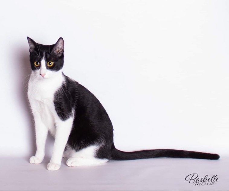 Ducati and his siblings had a photoshoot with the amazing Rachelle McConnell... isn’t he the handsomest boy??
<a target='_blank' href='https://www.instagram.com/explore/tags/fosterarmy/'>#fosterarmy</a> <a target='_blank' href='https://www.instagram.com/explore/tags/ducati/'>#ducati</a> <a target='_blank' href='https://www.instagram.com/explore/tags/photoshoot/'>#photoshoot</a> <a target='_blank' href='https://www.instagram.com/explore/tags/tuxedo/'>#tuxedo</a> <a target='_blank' href='https://www.instagram.com/explore/tags/tuxie/'>#tuxie</a> <a target='_blank' href='https://www.instagram.com/explore/tags/adoptme/'>#adoptme</a> <a target='_blank' href='https://www.instagram.com/explore/tags/kittensofinstagram/'>#kittensofinstagram</a> <a target='_blank' href='https://www.instagram.com/explore/tags/kittenlove/'>#kittenlove</a> <a target='_blank' href='https://www.instagram.com/explore/tags/handsomeboy/'>#handsomeboy</a> <a target='_blank' href='https://www.instagram.com/explore/tags/toocute/'>#toocute</a> <a target='_blank' href='https://www.instagram.com/explore/tags/catphotography/'>#catphotography</a> <a target='_blank' href='https://www.instagram.com/explore/tags/catoholic/'>#catoholic</a>