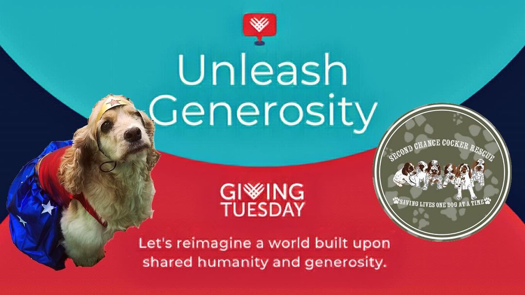 It’s almost <a target='_blank' href='https://www.instagram.com/explore/tags/givingtuesday2021/'>#givingtuesday2021</a>!
Your donation to @secondchancecockerrescue will help us find loving homes for cocker spaniels in need. 

https://www.facebook.com/donate/1640526822945889/?fundraiser_source=external_url

<a target='_blank' href='https://www.instagram.com/explore/tags/secondchancecockerrescue/'>#secondchancecockerrescue</a> <a target='_blank' href='https://www.instagram.com/explore/tags/cockerspaniel/'>#cockerspaniel</a> <a target='_blank' href='https://www.instagram.com/explore/tags/holidayseason/'>#holidayseason</a> <a target='_blank' href='https://www.instagram.com/explore/tags/adoptdontshop/'>#adoptdontshop</a> <a target='_blank' href='https://www.instagram.com/explore/tags/dogrescue/'>#dogrescue</a> <a target='_blank' href='https://www.instagram.com/explore/tags/giveback/'>#giveback</a> <a target='_blank' href='https://www.instagram.com/explore/tags/donate/'>#donate</a>