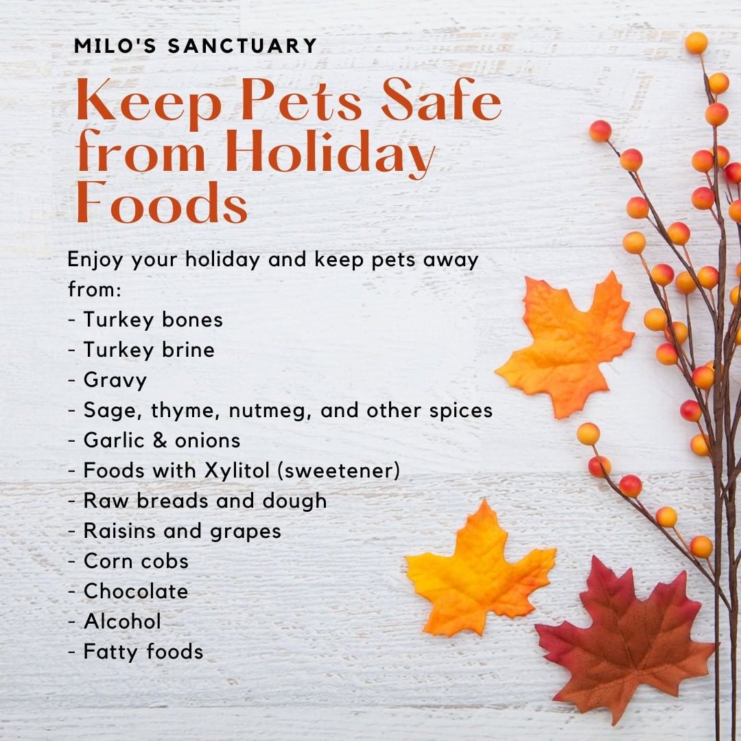 Te animal care team at Milo's Sanctuary has some tips to keep your pets safe and happy this Thanksgiving. 

<a target='_blank' href='https://www.instagram.com/explore/tags/foodsafety/'>#foodsafety</a> <a target='_blank' href='https://www.instagram.com/explore/tags/milossanctuary/'>#milossanctuary</a> <a target='_blank' href='https://www.instagram.com/explore/tags/truehearthaven/'>#truehearthaven</a> <a target='_blank' href='https://www.instagram.com/explore/tags/thanksgivingfoodsaftey/'>#thanksgivingfoodsaftey</a> <a target='_blank' href='https://www.instagram.com/explore/tags/celebratesafely/'>#celebratesafely</a>