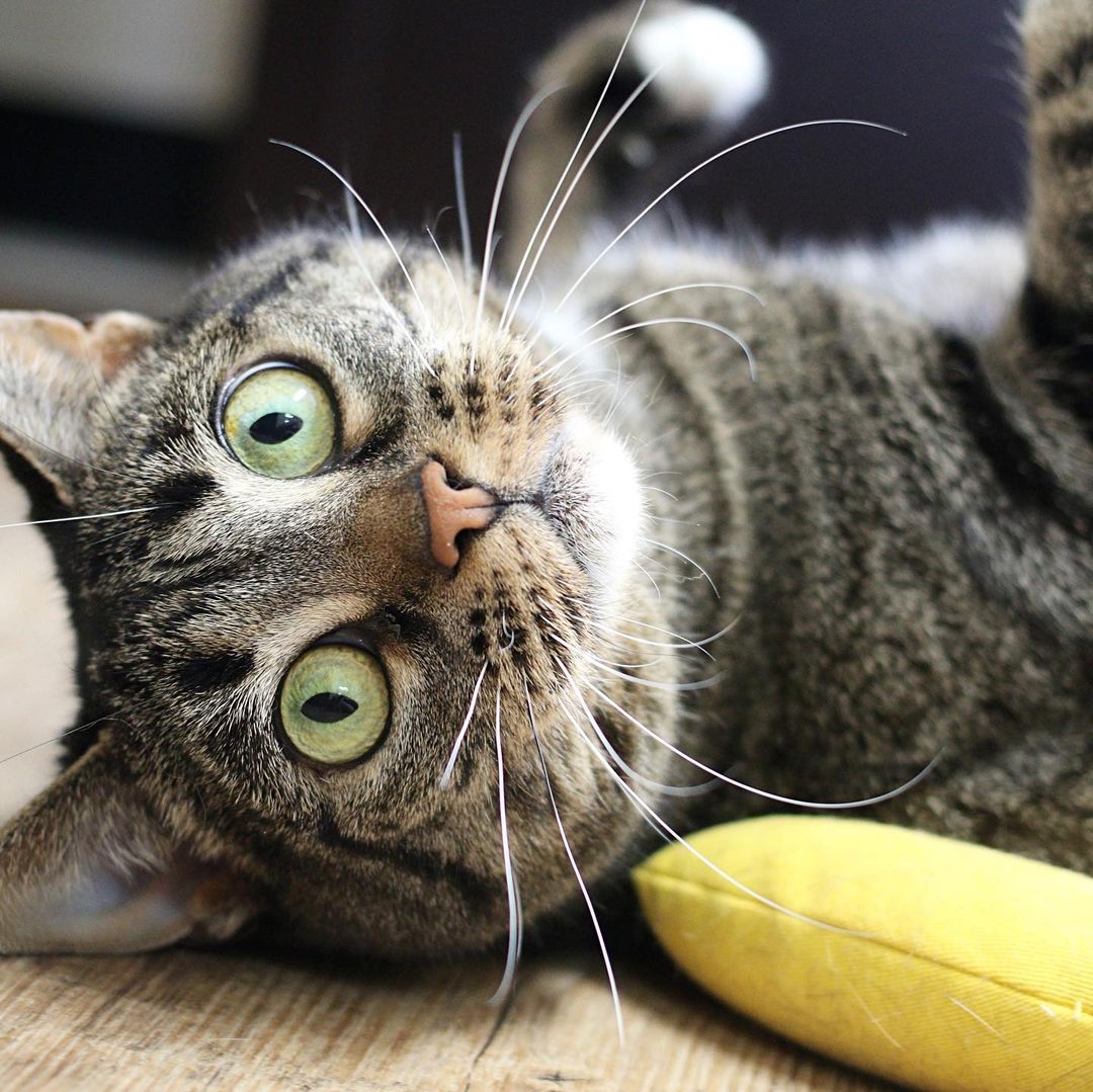 There wasn’t a <a target='_blank' href='https://www.instagram.com/explore/tags/whiskerwednesday/'>#whiskerwednesday</a> contest, but Arya still won 💖

Not only does she have the most beautiful whiskers, she has an adorably expressive face! Swipe to see how she looks if you tell her she doesn’t get cheek scratches, and then how she looks when she gets them 🥰

Learn more about Arya on our website, linked in our bio! 
.
.
.

 <a target='_blank' href='https://www.instagram.com/explore/tags/instacat/'>#instacat</a> <a target='_blank' href='https://www.instagram.com/explore/tags/catsofinstagram/'>#catsofinstagram</a> <a target='_blank' href='https://www.instagram.com/explore/tags/catoftheday/'>#catoftheday</a> <a target='_blank' href='https://www.instagram.com/explore/tags/igcat/'>#igcat</a> <a target='_blank' href='https://www.instagram.com/explore/tags/rescuecat/'>#rescuecat</a> <a target='_blank' href='https://www.instagram.com/explore/tags/rescuecatsofinstagram/'>#rescuecatsofinstagram</a> <a target='_blank' href='https://www.instagram.com/explore/tags/cat/'>#cat</a> <a target='_blank' href='https://www.instagram.com/explore/tags/cats/'>#cats</a> <a target='_blank' href='https://www.instagram.com/explore/tags/rescuepets/'>#rescuepets</a> <a target='_blank' href='https://www.instagram.com/explore/tags/instapet/'>#instapet</a> <a target='_blank' href='https://www.instagram.com/explore/tags/igpets/'>#igpets</a> <a target='_blank' href='https://www.instagram.com/explore/tags/petsofinstagram/'>#petsofinstagram</a> <a target='_blank' href='https://www.instagram.com/explore/tags/kitty/'>#kitty</a> <a target='_blank' href='https://www.instagram.com/explore/tags/kittylove/'>#kittylove</a> <a target='_blank' href='https://www.instagram.com/explore/tags/animalrescue/'>#animalrescue</a> <a target='_blank' href='https://www.instagram.com/explore/tags/adoptdontshop/'>#adoptdontshop</a> <a target='_blank' href='https://www.instagram.com/explore/tags/goodkitty/'>#goodkitty</a> <a target='_blank' href='https://www.instagram.com/explore/tags/pnwcats/'>#pnwcats</a> <a target='_blank' href='https://www.instagram.com/explore/tags/pnwpets/'>#pnwpets</a> <a target='_blank' href='https://www.instagram.com/explore/tags/pdxcat/'>#pdxcat</a> <a target='_blank' href='https://www.instagram.com/explore/tags/pdxpets/'>#pdxpets</a> <a target='_blank' href='https://www.instagram.com/explore/tags/pdxadopt/'>#pdxadopt</a> <a target='_blank' href='https://www.instagram.com/explore/tags/pdx/'>#pdx</a> <a target='_blank' href='https://www.instagram.com/explore/tags/portlandia/'>#portlandia</a> <a target='_blank' href='https://www.instagram.com/explore/tags/igaddict/'>#igaddict</a> <a target='_blank' href='https://www.instagram.com/explore/tags/instadaily/'>#instadaily</a> <a target='_blank' href='https://www.instagram.com/explore/tags/catsofig/'>#catsofig</a>