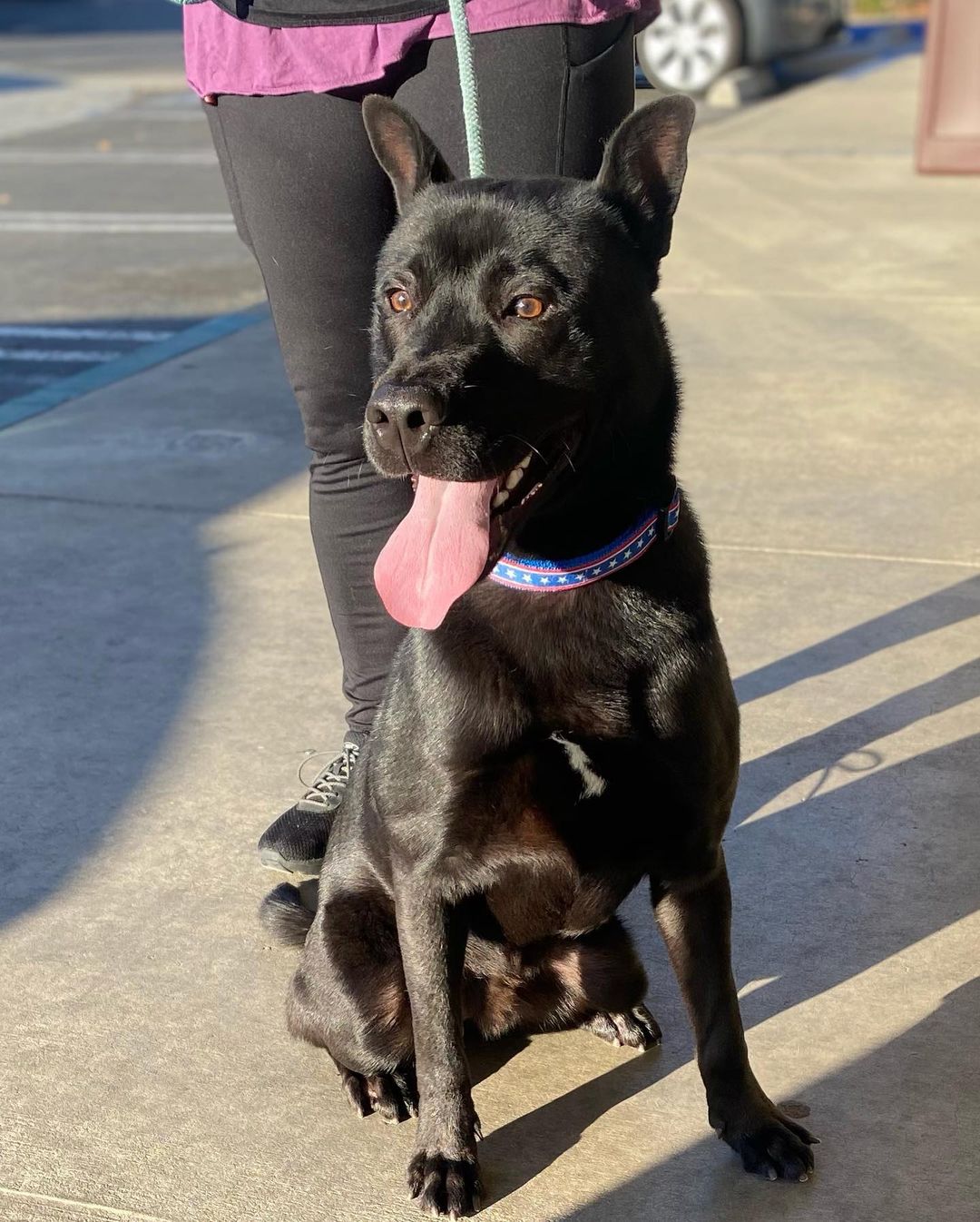 Meet Murray, formerly Midnight! We are so excited for you to meet him. He was rescued from the Inland Valley Humane Society ( @ivhsspca ) today and we are thrilled to have him. He is such a good boy, friendly, rambunctious and would love to find a forever home to call his own! He is a shepherd blend, and is about 2 years old. We just love his ears! 

✔️Donate: pricelesspetrescue.org/donate/
✔️Venmo: @pricelesspetrescue
✔️PayPal: priceless.pets@yahoo.com
✔️Wishlist: shorturl.at/tBCKS
____________________________________________________
<a target='_blank' href='https://www.instagram.com/explore/tags/pricelesspetrescue/'>#pricelesspetrescue</a> <a target='_blank' href='https://www.instagram.com/explore/tags/pricelesspets/'>#pricelesspets</a> <a target='_blank' href='https://www.instagram.com/explore/tags/adopt/'>#adopt</a> <a target='_blank' href='https://www.instagram.com/explore/tags/rescue/'>#rescue</a> <a target='_blank' href='https://www.instagram.com/explore/tags/costamesa/'>#costamesa</a> <a target='_blank' href='https://www.instagram.com/explore/tags/claremont/'>#claremont</a> <a target='_blank' href='https://www.instagram.com/explore/tags/chinohills/'>#chinohills</a> <a target='_blank' href='https://www.instagram.com/explore/tags/inlandempire/'>#inlandempire</a> <a target='_blank' href='https://www.instagram.com/explore/tags/orangecounty/'>#orangecounty</a> <a target='_blank' href='https://www.instagram.com/explore/tags/lacounty/'>#lacounty</a> <a target='_blank' href='https://www.instagram.com/explore/tags/dogsrock/'>#dogsrock</a> <a target='_blank' href='https://www.instagram.com/explore/tags/dogsinneed/'>#dogsinneed</a> <a target='_blank' href='https://www.instagram.com/explore/tags/adoptme/'>#adoptme</a> <a target='_blank' href='https://www.instagram.com/explore/tags/petsofinstagram/'>#petsofinstagram</a> <a target='_blank' href='https://www.instagram.com/explore/tags/dogsofinstagram/'>#dogsofinstagram</a> <a target='_blank' href='https://www.instagram.com/explore/tags/dogstagram/'>#dogstagram</a> <a target='_blank' href='https://www.instagram.com/explore/tags/catsofinstagram/'>#catsofinstagram</a> <a target='_blank' href='https://www.instagram.com/explore/tags/catsinneed/'>#catsinneed</a> <a target='_blank' href='https://www.instagram.com/explore/tags/catsrock/'>#catsrock</a> <a target='_blank' href='https://www.instagram.com/explore/tags/catstagram/'>#catstagram</a> <a target='_blank' href='https://www.instagram.com/explore/tags/rabbitstagram/'>#rabbitstagram</a> <a target='_blank' href='https://www.instagram.com/explore/tags/rabbitsofinstagram/'>#rabbitsofinstagram</a> <a target='_blank' href='https://www.instagram.com/explore/tags/rabbitsofig/'>#rabbitsofig</a> <a target='_blank' href='https://www.instagram.com/explore/tags/rescuebunnies/'>#rescuebunnies</a> <a target='_blank' href='https://www.instagram.com/explore/tags/savingbunbybun/'>#savingbunbybun</a> <a target='_blank' href='https://www.instagram.com/explore/tags/savingonebyone/'>#savingonebyone</a> <a target='_blank' href='https://www.instagram.com/explore/tags/untiltherearenone/'>#untiltherearenone</a> <a target='_blank' href='https://www.instagram.com/explore/tags/petrescue/'>#petrescue</a> <a target='_blank' href='https://www.instagram.com/explore/tags/nokillshelter/'>#nokillshelter</a> <a target='_blank' href='https://www.instagram.com/explore/tags/nonprofit/'>#nonprofit</a>