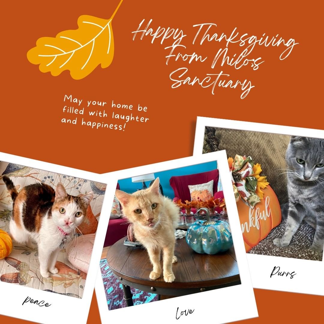 Wishing you all a safe, warm, and wonderful Thanksgiving from all of us here at Milo's Sanctuary

<a target='_blank' href='https://www.instagram.com/explore/tags/happythankgiving/'>#happythankgiving</a> <a target='_blank' href='https://www.instagram.com/explore/tags/Thanksgiving/'>#Thanksgiving</a> <a target='_blank' href='https://www.instagram.com/explore/tags/milossanctuary/'>#milossanctuary</a> <a target='_blank' href='https://www.instagram.com/explore/tags/truehearthaven/'>#truehearthaven</a>  <a target='_blank' href='https://www.instagram.com/explore/tags/peaceandpurrs/'>#peaceandpurrs</a>