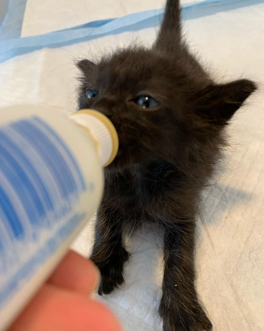 Bear 🐻is very serious about 🍼 🐈‍⬛🐾 ❤️<a target='_blank' href='https://www.instagram.com/explore/tags/pawsneedclaws/'>#pawsneedclaws</a> <a target='_blank' href='https://www.instagram.com/explore/tags/clawsout/'>#clawsout</a> <a target='_blank' href='https://www.instagram.com/explore/tags/bottlebaby/'>#bottlebaby</a> <a target='_blank' href='https://www.instagram.com/explore/tags/bottlebabykitten/'>#bottlebabykitten</a> <a target='_blank' href='https://www.instagram.com/explore/tags/bottlebabykittens/'>#bottlebabykittens</a>