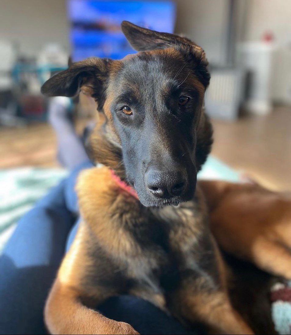 Hey there Delilah 🤍 Our lil Malinois is still looking for her perfect home. Good w dogs! Housetrained! Smart! Active! Mal perfection! Apply at heartsforpawsrescue.com (LINK IN BIO ✨)