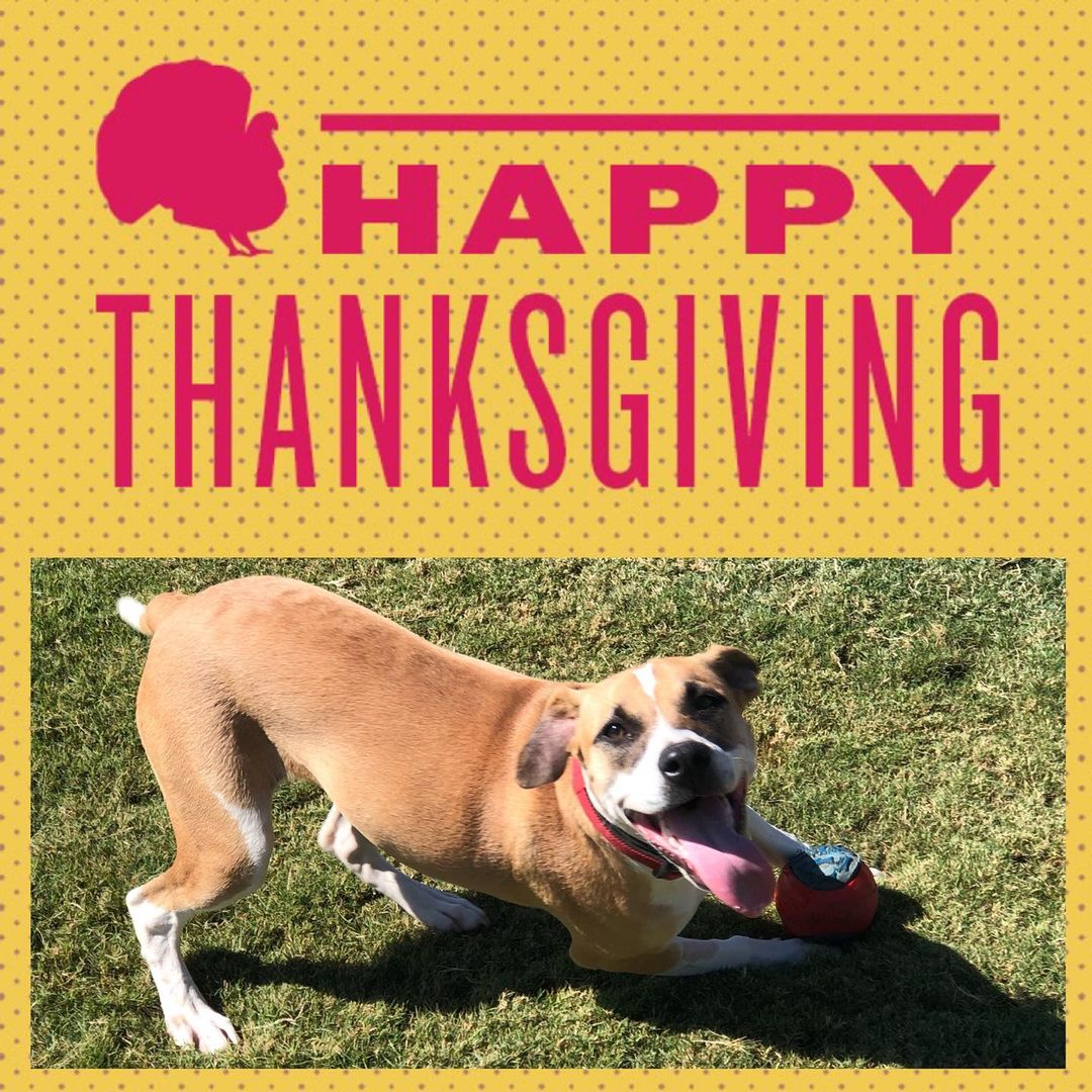 Happy Thanksgiving from the Saving Grace dogs!