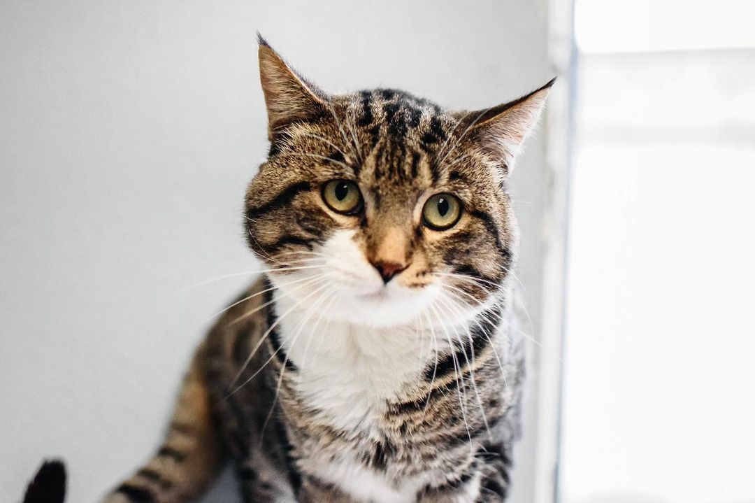 Ralphie is looking for a home! This cutie pie came in very shy, but now he is so loving! Send us an email to come meet him!❤️🐾 <a target='_blank' href='https://www.instagram.com/explore/tags/adoptacat/'>#adoptacat</a> <a target='_blank' href='https://www.instagram.com/explore/tags/adoption/'>#adoption</a> <a target='_blank' href='https://www.instagram.com/explore/tags/adoptpurelove/'>#adoptpurelove</a> <a target='_blank' href='https://www.instagram.com/explore/tags/catsofinstagram/'>#catsofinstagram</a> <a target='_blank' href='https://www.instagram.com/explore/tags/catstagram/'>#catstagram</a>