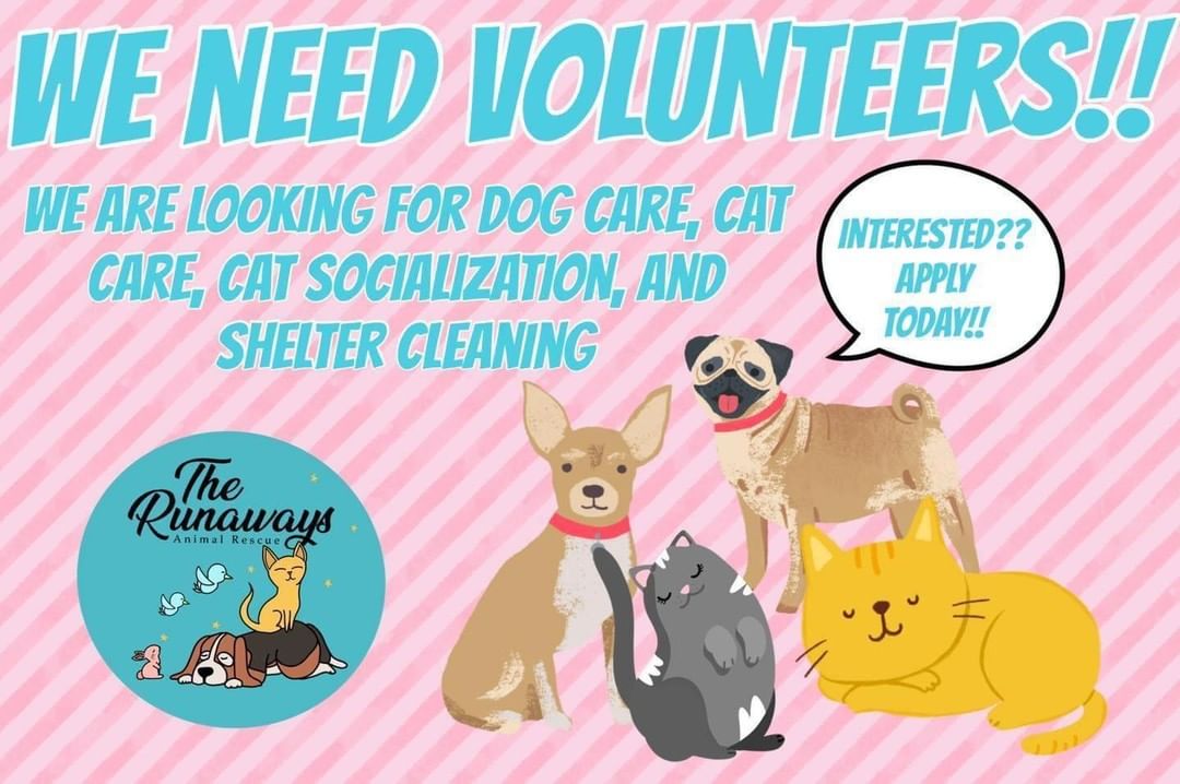 WE STILL NEED VOLUNTEERS!

We are still in need of more volunteers for our shelter!

Do you love animals? Do you have spare time and want to make a difference? Just a few hours a week can make the world of a difference to our shelter animals.

We are looking for dog walkers and kennel care, cat care and cat socialization. We are also looking for a few volunteers to keep our shelter clean with duties like sweeping, mopping, laundry and dishes. 

Step 1: Review the volunteer guidelines

Step 2: Apply to be a volunteer

Step 3: You will receive an email from our staff with next steps once your application has been processed

Step 4: Attend our volunteer orientation

VOLUNTEER QUALIFICATIONS

On-site volunteers must be 16 years  with a guardian or 18 and older

We require that all our volunteers commit to a minimum of one shift per week (2-4 hours) This helps us provide the animals in our shelter with a secure environment featuring continuity and consistency.

At this time we do not accept court-appointed community service.

PLEASE COPY AND PASTE THE LINK BELOW TO APPLY TODAY:
 
https://www.shelterluv.com/form/volunteer/RAR/166-volunteer-application