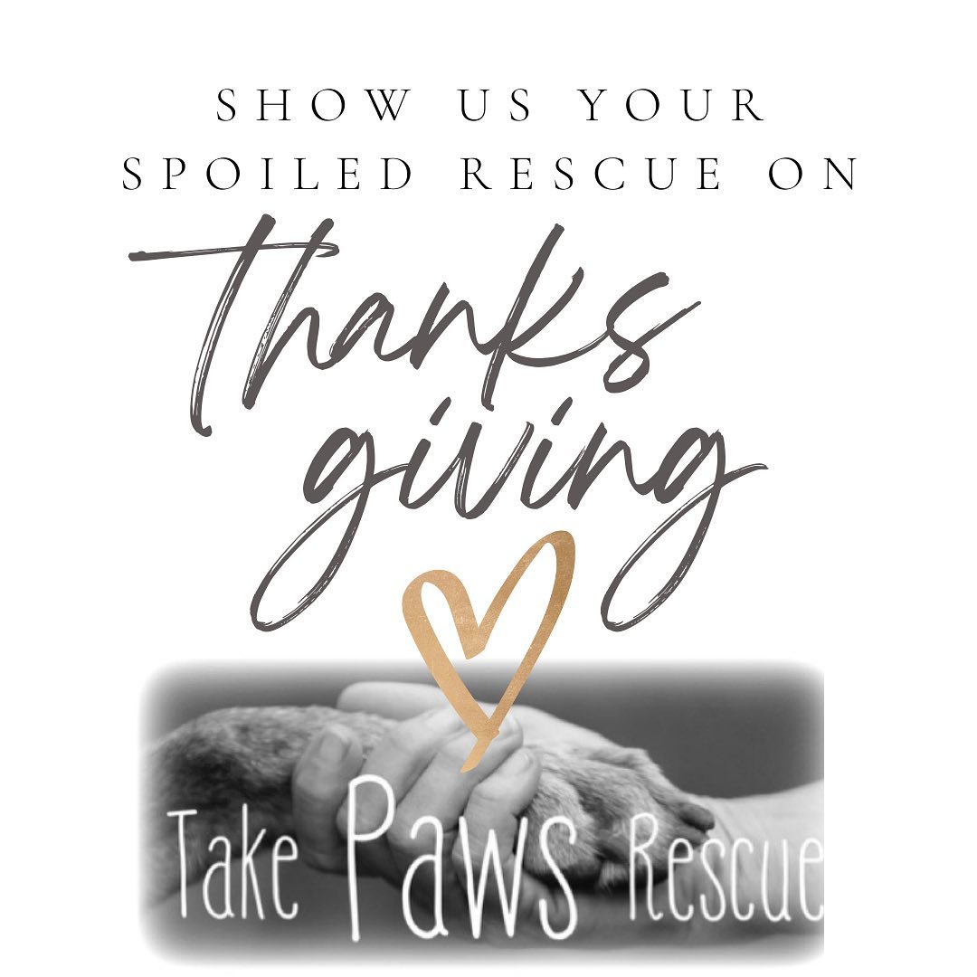 Everyone have a safe holiday!
Foods that are safe for your pup this Thanksgiving are Turkey, pure pumpkin, plain yams, plain cranberries, plain green beans, and sweet potatoes!

Show us some of your spoiled rescue pups that you are grateful for! (Go on Facebook to comment)