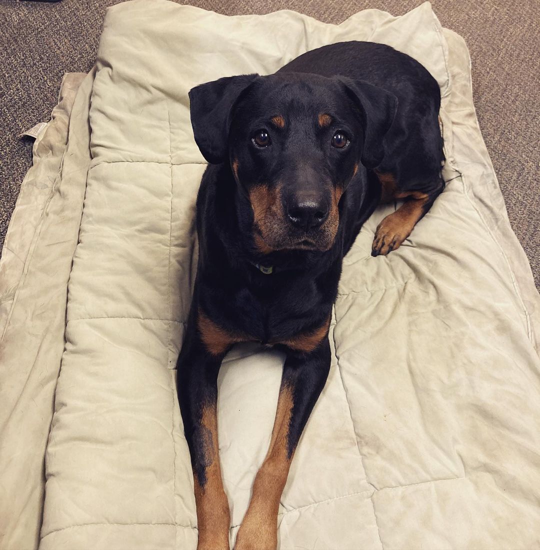 Lettie enjoyed an outing with a volunteer this week. She was a great office companion and befriended everyone, including the UPS man. Lettie is an older Rottie lady hoping to find her forever family. Message us if you’re interested in meeting her. <a target='_blank' href='https://www.instagram.com/explore/tags/lubbock/'>#lubbock</a> <a target='_blank' href='https://www.instagram.com/explore/tags/dogsoflubbock/'>#dogsoflubbock</a> <a target='_blank' href='https://www.instagram.com/explore/tags/redraiders/'>#redraiders</a> <a target='_blank' href='https://www.instagram.com/explore/tags/ttu/'>#ttu</a> <a target='_blank' href='https://www.instagram.com/explore/tags/texastech/'>#texastech</a> <a target='_blank' href='https://www.instagram.com/explore/tags/westtexasdogs/'>#westtexasdogs</a>