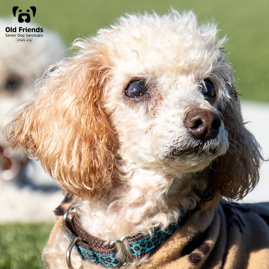 Old Friend Robby, bonded with the other half of the Poodle Puddle, Henry, and Baby Cakes, is so photogenic! This little guy is completely blind and has Mitral Valve Disease, which requires daily medication and regular echocardiogram rechecks. He will never have to worry about receiving the best care, though, as donors like you help us provide this to him! Robby says, 