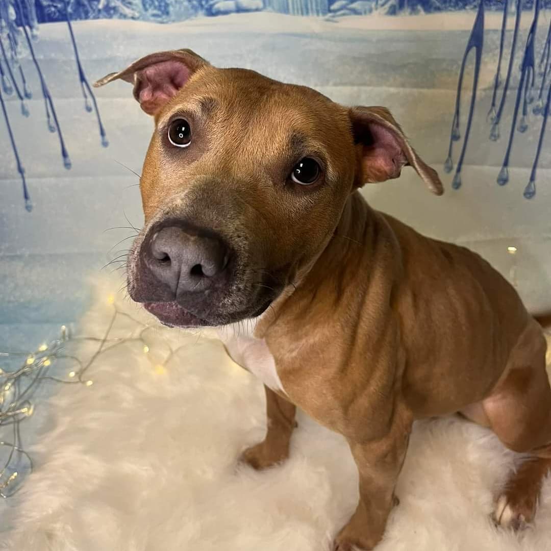 Rosie says “Happy Holidays!” 🎄

Rosie is still awaiting her furever family, but this girl hasn’t lost hope! Rosie is only two years old and she’s hoping to find a home with no other pets! Rosie is a very sweet lady and she’s going to be very protective over her humans! Come see this precious girl today or call the shelter for more information! 740-314-5583 ❤️