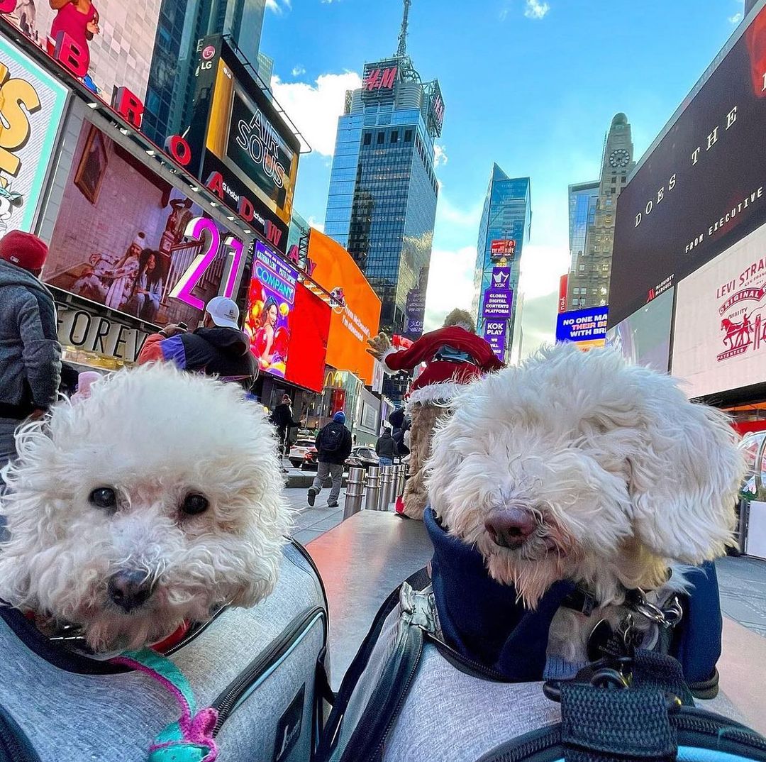 Live Love Alumni Mr & Mrs - also known as the @longbeachpoods - are spending Thanksgiving in the big Apple! 🍎 🗽