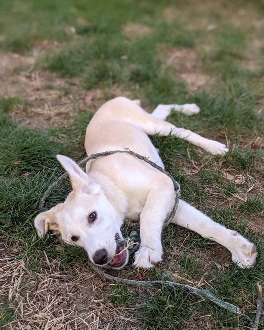 Meet Rory!
🐾Female
🐾Age: DOB: 7/18/2021
🐾Weight: 35 lbs and growing!
🐾Breed: Labrador Retriever mix
🍁
Hey there, I’m Rory! I’m a very shy girl who is looking for a loving forever home! I can be very timid when I meet new people and will need someone with experience and patience and lots of love! When I entered the rescue, my siblings and I were all sick with distemper. Unfortunately, I lost two of my siblings from that terrible disease. As a result of us all being sick, we have not had the opportunity to socialize with other humans as often as we would like. Distemper is a highly contagious virus which could potentially have long term effects for any survivors which could include involuntary tics, twitches or muscle spasms to lack of balance and/or coordination. Survivors also can live long, happy and healthy lives and I like to think I am one of the lucky ones!
☀️
I am picking up on basic commands such as house training and crate training and I am still working on my leash training skills. I will require a fenced in yard in my forever home along with a furry buddy who is willing to play and have a good time with me! I think having a furry sibling will not only help me come out of my shell quicker but will also help me build my confidence! Although I do well in my crate at night time, I have been known to cry for a bit of time when my foster family leaves for errands. For that reason, I would not do well in an apartment style setting; I would hate to disturb any neighbors! I have lots of energy to burn! 
🎾
Some of my favorite activities include playing tug-o-war with rope toys, chasing tennis balls around the fenced in yard, playing chase with my furry friends and so much more! After a good bit of play time, I will snuggle up on the couch next to you or in my comfy bed for a nap. I am sure I would make for a good hiking buddy!
❤️
If you are interested in meeting Rory, apply to adopt her at www.causeforcanines.org
Must have a flexible schedule to accommodate a puppy’s needs.
Adoption fee: $350
Must be an Ohio resident & 23 or older.
Children must be 5 or older.
No apartments.
Fenced yard required.