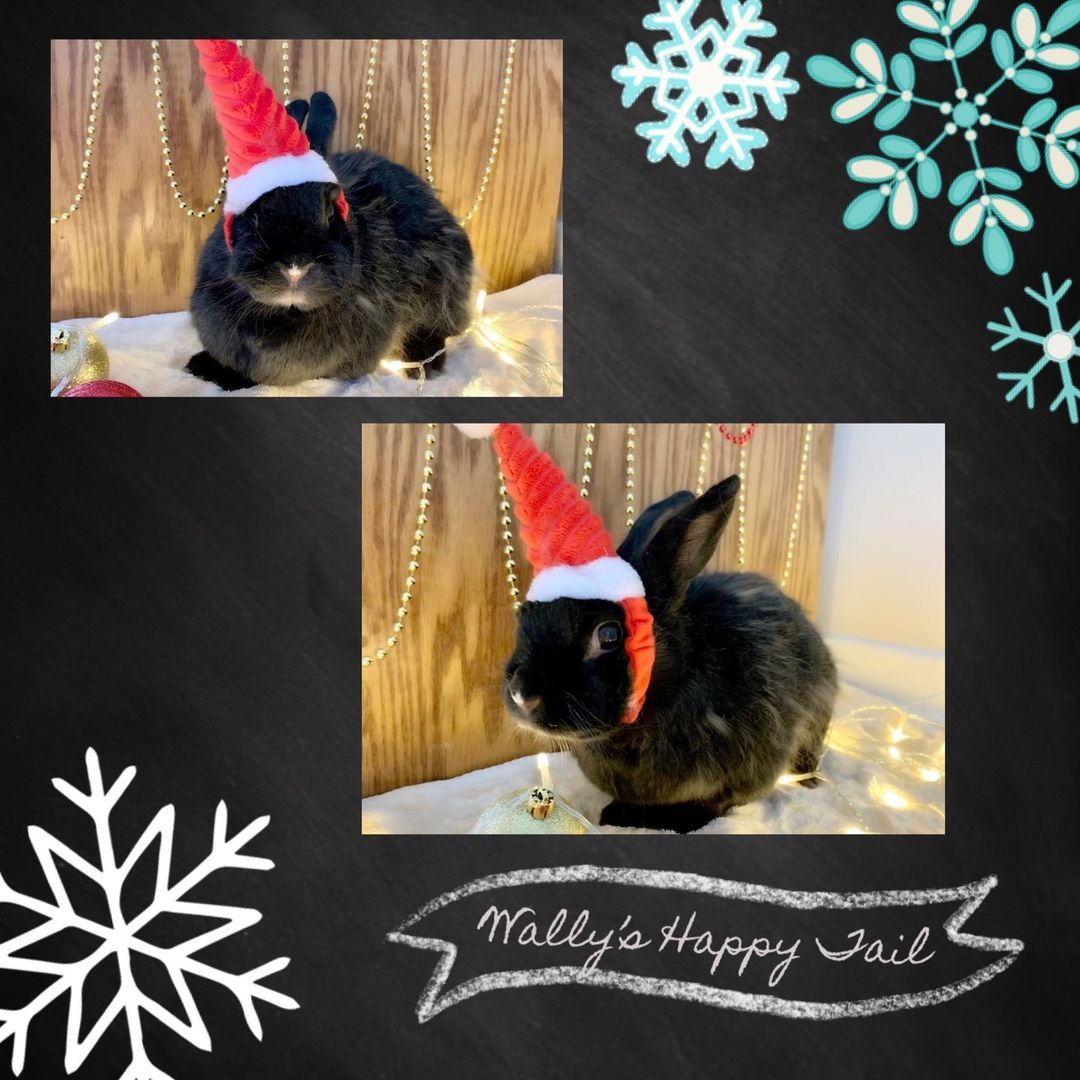 <a target='_blank' href='https://www.instagram.com/explore/tags/HappyTailsTuesday/'>#HappyTailsTuesday</a>: This is what Wally’s mom has to say: ‘Wally, who was adopted in March of 2012 and is almost 12 years old, now (and thriving!)! He wanted to wish you all a happy pawliday season! He recently had a vet checkup, and other than some cloudiness in the eyes, he’s in perfect health! He has his own bedroom that’s a full out bunny suite, plus full hop of the house. He is such a light in my life! Thank you for all that you do! He’s been such a great addition to my life, and has a canine brother that HE bosses around, along with some small human cousins who love him very much too 😊 he’s a great bun!’ ⠀
We are so happy for this update on Wally! ⠀
<a target='_blank' href='https://www.instagram.com/explore/tags/HappyTails/'>#HappyTails</a>