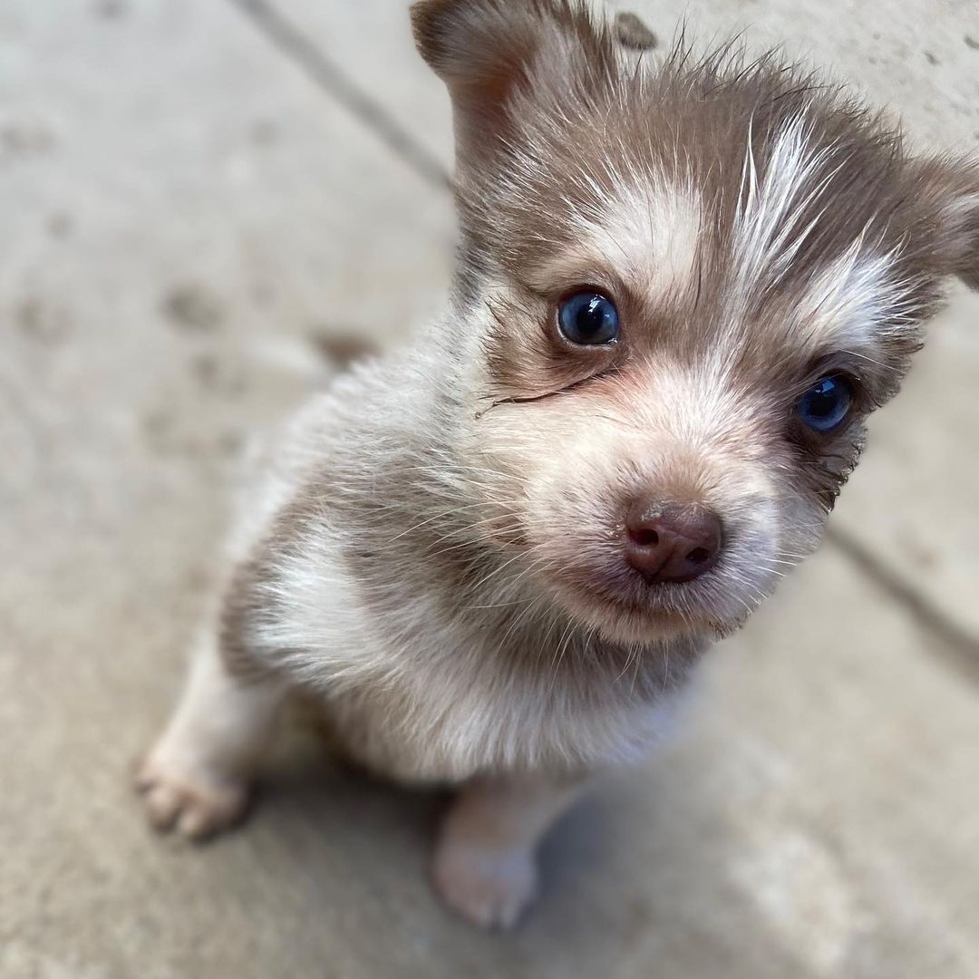 🐾💚Fosters Needed💚🐾 
These 2 female husky/terrier mix puppies are in need of fosters ASAP!

🐾If interested, please fill out a Foster Application at amazingstraysrescue.org

🐾All supplies and an amazing support team included! 

🐾 Please share this on your social media 

🐾 Want to help? All of our incoming dogs have medical bills to be paid! You could sponsor a spay or neuter!

🐾 Fostering even for just two weeks is extremely helpful to a dog in need!

🐾 All supplies included!

<a target='_blank' href='https://www.instagram.com/explore/tags/RescueDog/'>#RescueDog</a> <a target='_blank' href='https://www.instagram.com/explore/tags/AdoptDontShop/'>#AdoptDontShop</a> <a target='_blank' href='https://www.instagram.com/explore/tags/RescuePuppy/'>#RescuePuppy</a> <a target='_blank' href='https://www.instagram.com/explore/tags/ForTheLoveOfDogs/'>#ForTheLoveOfDogs</a> <a target='_blank' href='https://www.instagram.com/explore/tags/GetInvolved/'>#GetInvolved</a> <a target='_blank' href='https://www.instagram.com/explore/tags/Donate/'>#Donate</a> <a target='_blank' href='https://www.instagram.com/explore/tags/Volunteer/'>#Volunteer</a> <a target='_blank' href='https://www.instagram.com/explore/tags/FosteringSavesLives/'>#FosteringSavesLives</a> <a target='_blank' href='https://www.instagram.com/explore/tags/dogsofinstagram/'>#dogsofinstagram</a> <a target='_blank' href='https://www.instagram.com/explore/tags/dogsofinsta/'>#dogsofinsta</a> <a target='_blank' href='https://www.instagram.com/explore/tags/asradoptme/'>#asradoptme</a>